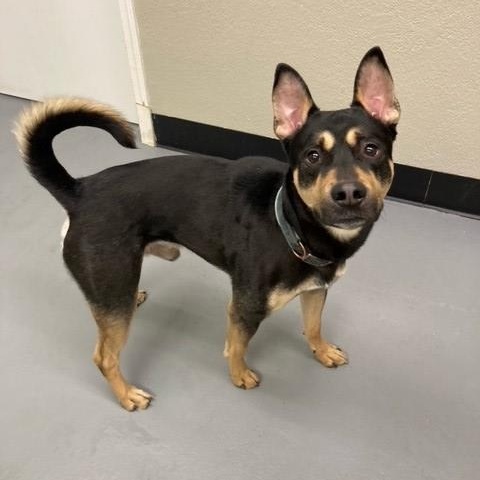 Taco, a Adoptable mixed breed in Phoenix, OR image 6/6