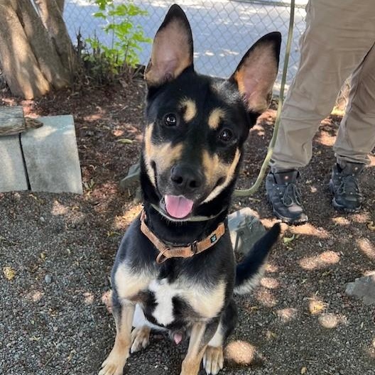 Taco, a Adoptable mixed breed in Phoenix, OR image 4/6