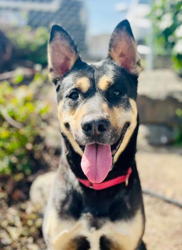 Enlarge Taco, a Adoptable mixed breed in Phoenix, OR image 1/6