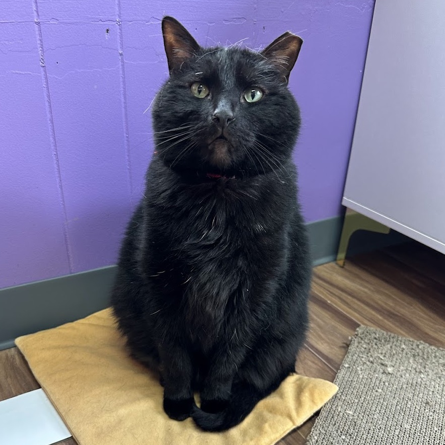 Cat for adoption Hades, a Domestic Short Hair in Kalamazoo, MI