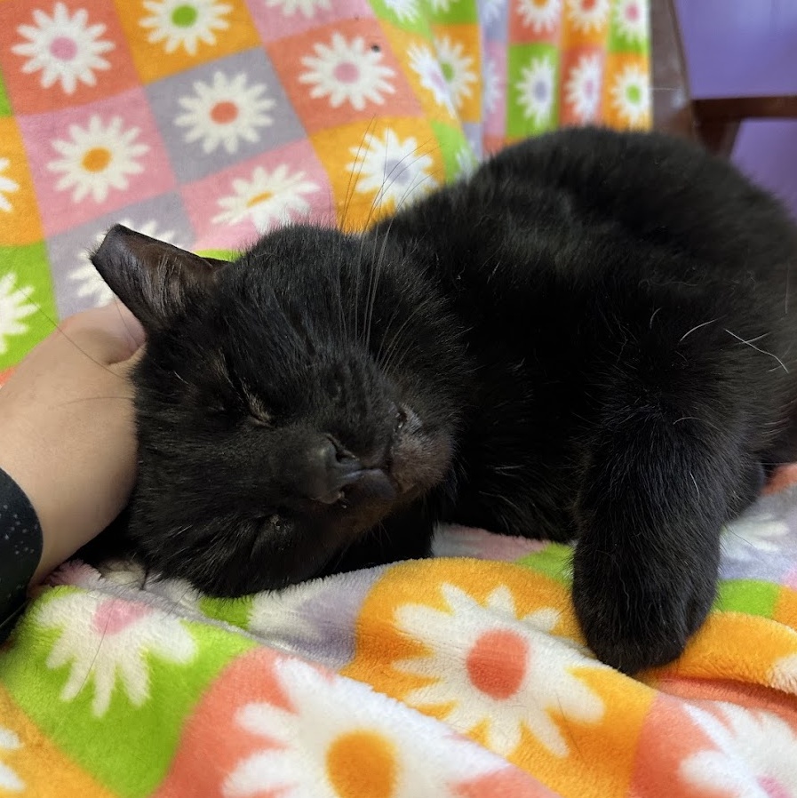 Cat for adoption Hades, a Domestic Short Hair in Kalamazoo, MI