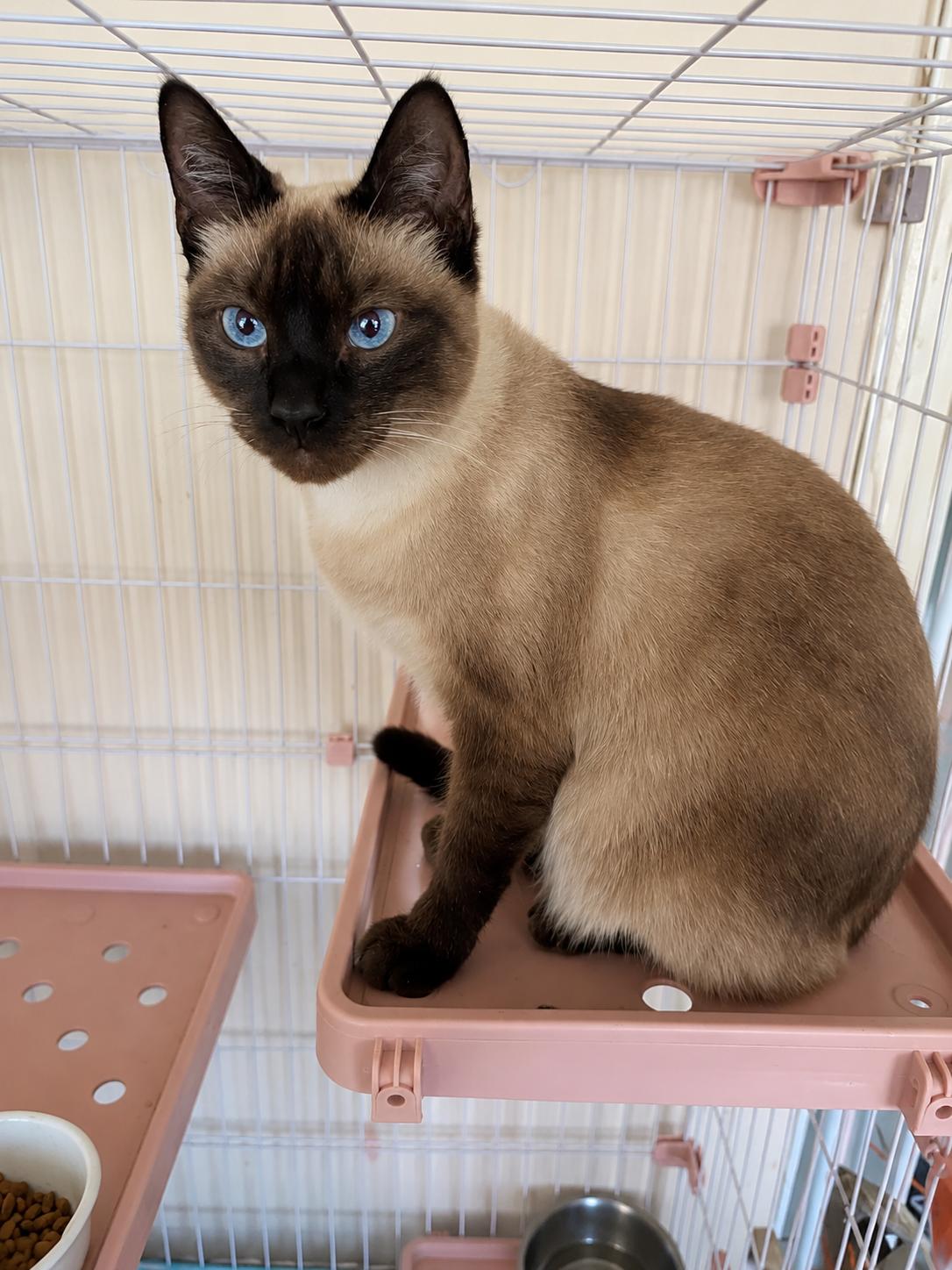 Latipha, an adopted Siamese in Stamford, CT image 3/6