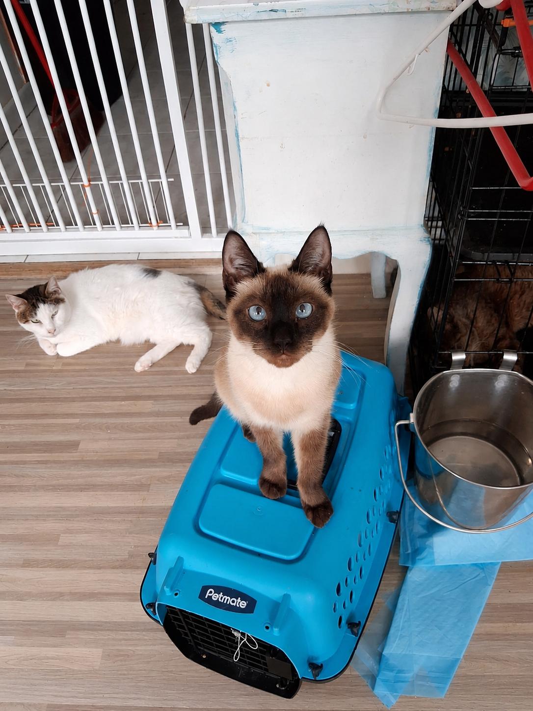 Latipha, an adopted Siamese in Stamford, CT image 6/6