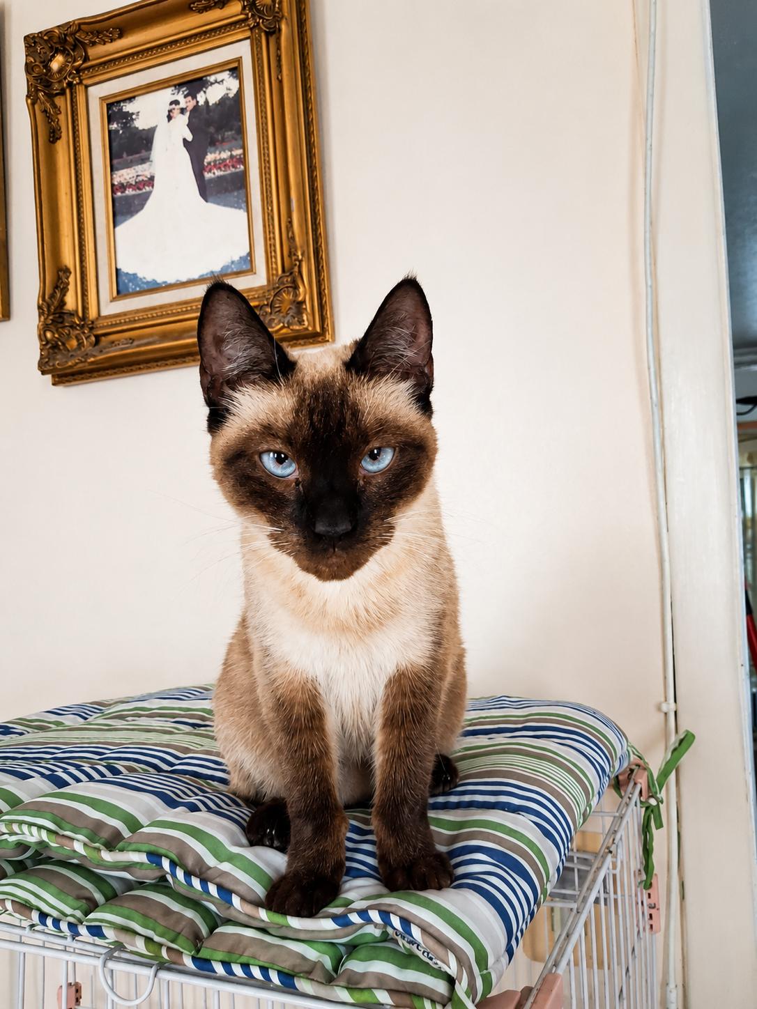 Latipha, an adopted Siamese in Stamford, CT image 5/6