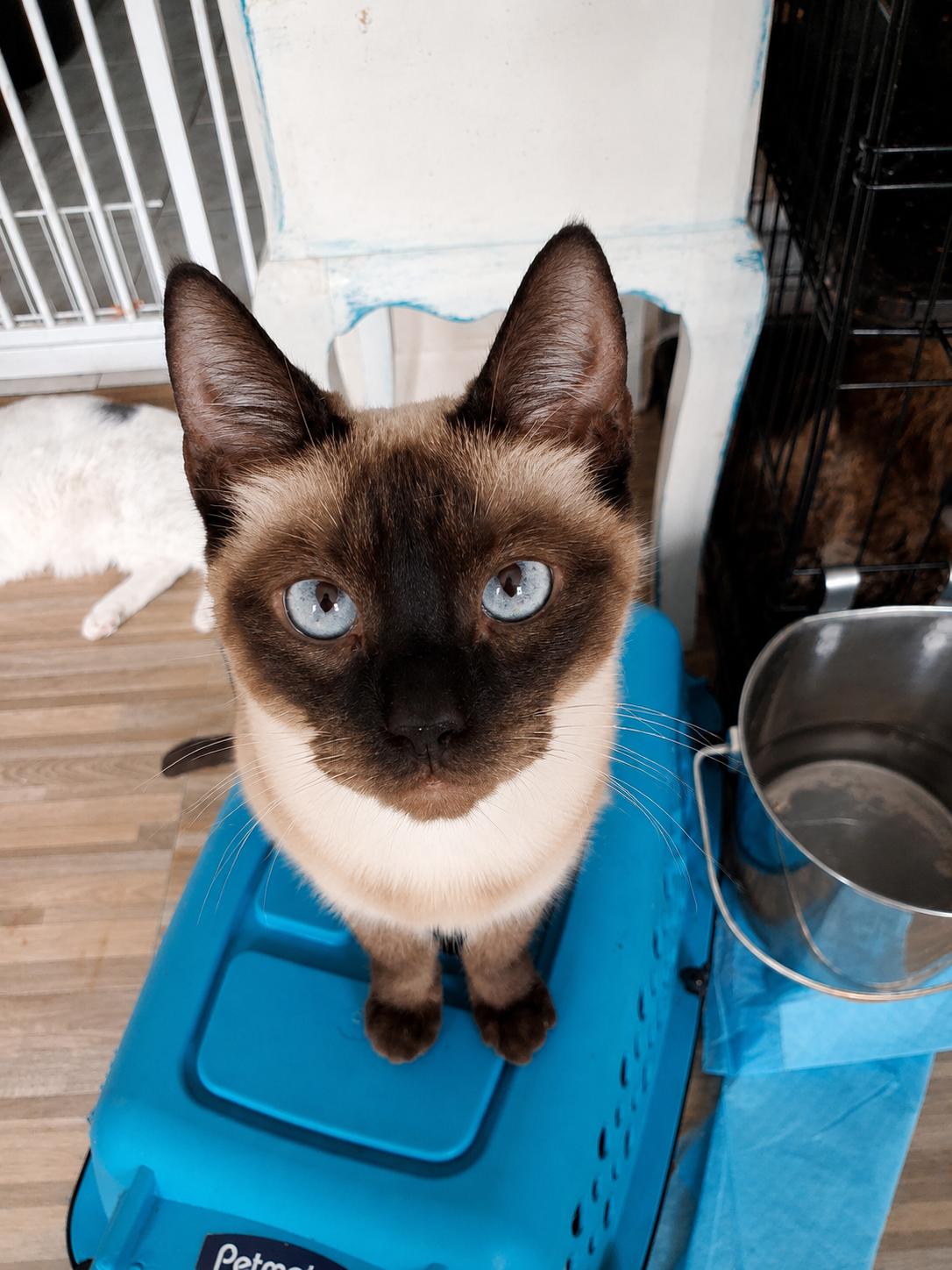 Latipha, adopted, Young Female Siamese.