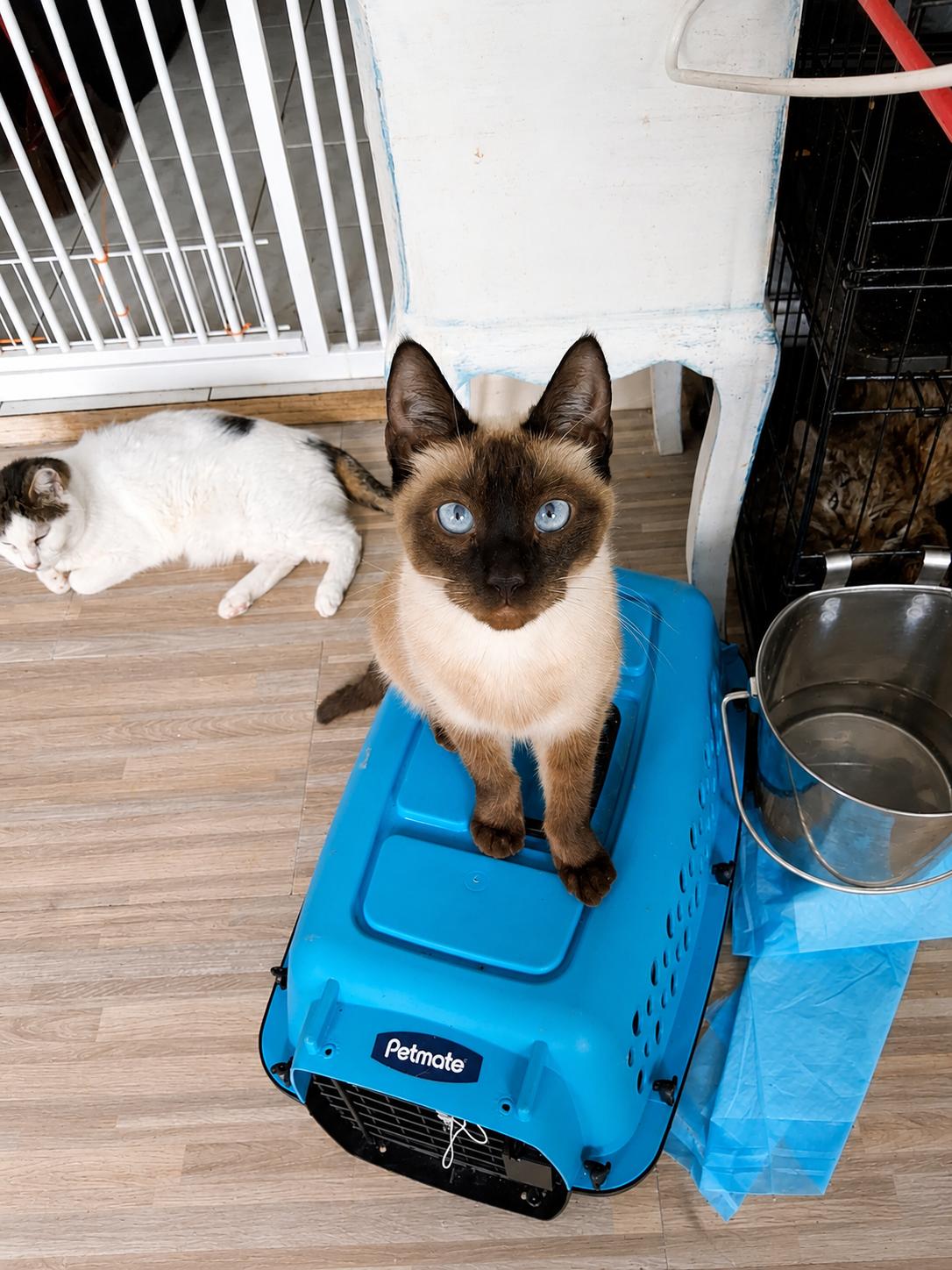 Latipha, an adopted Siamese in Stamford, CT image 4/6
