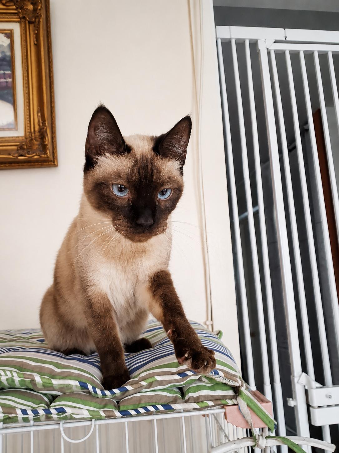 Latipha, an adopted Siamese in Stamford, CT image 2/6