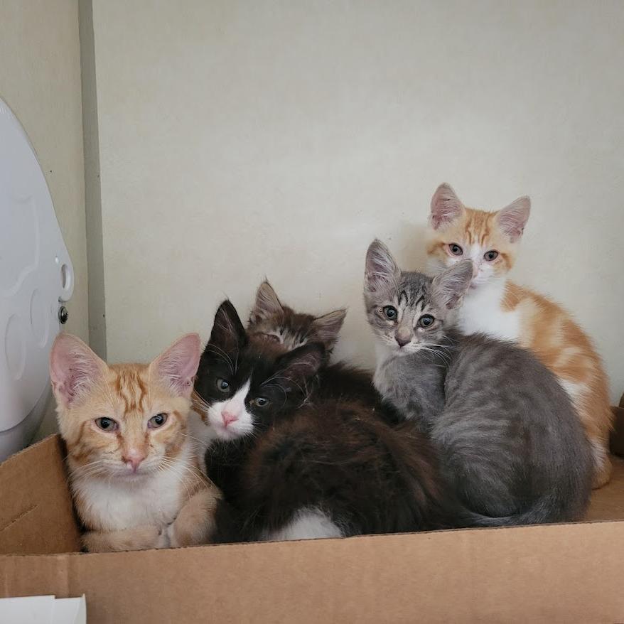 Enlarge Mesclun, a Adoptable Domestic Short Hair in Westminster, CA image 1/2