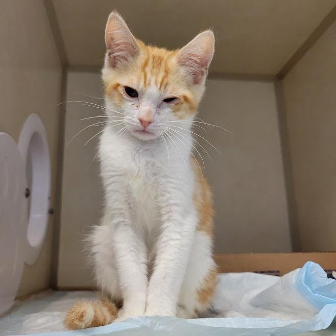 Enlarge Mesclun, a Adoptable Domestic Short Hair in Westminster, CA image 2/2