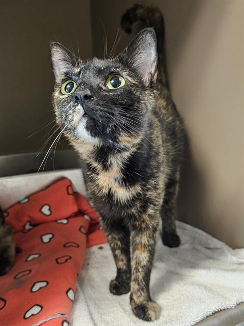 DARLIN, Adoptable, Adult Female Domestic Short Hair.