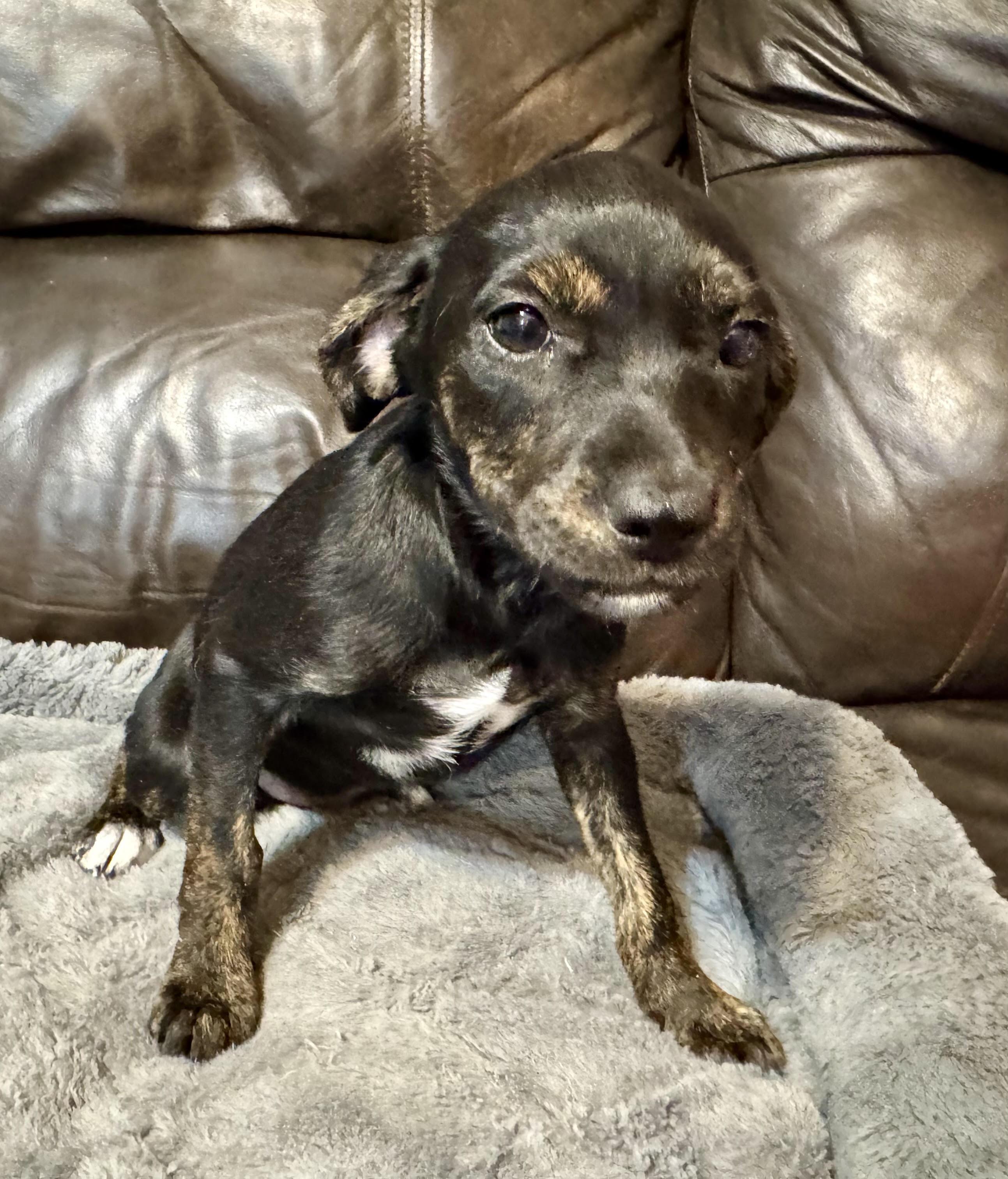 Valentine, ADOPTABLE, Puppy Female Terrier.