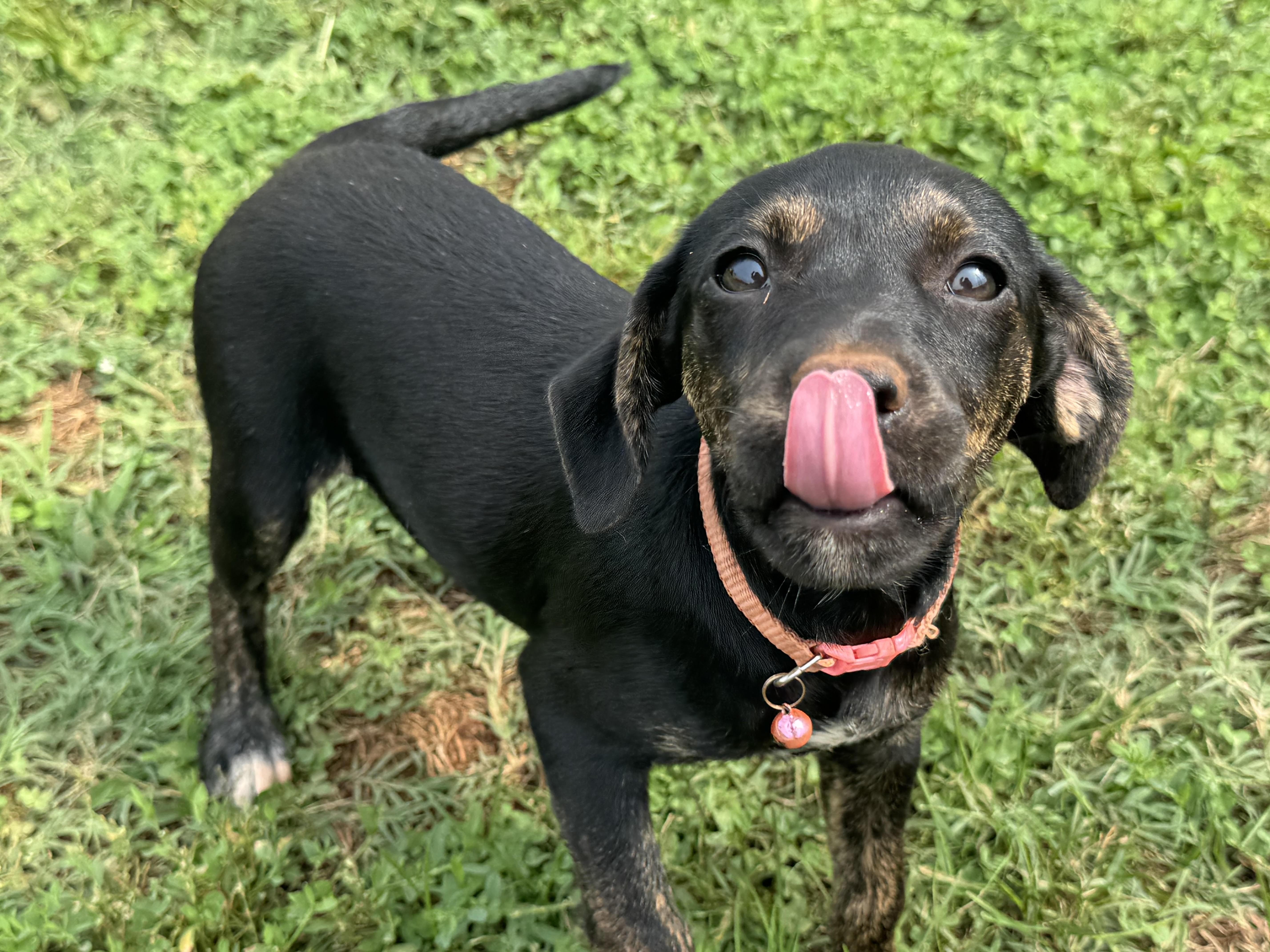Enlarge Valentine, a ADOPTABLE mixed breed in Maiden, NC image 4/6