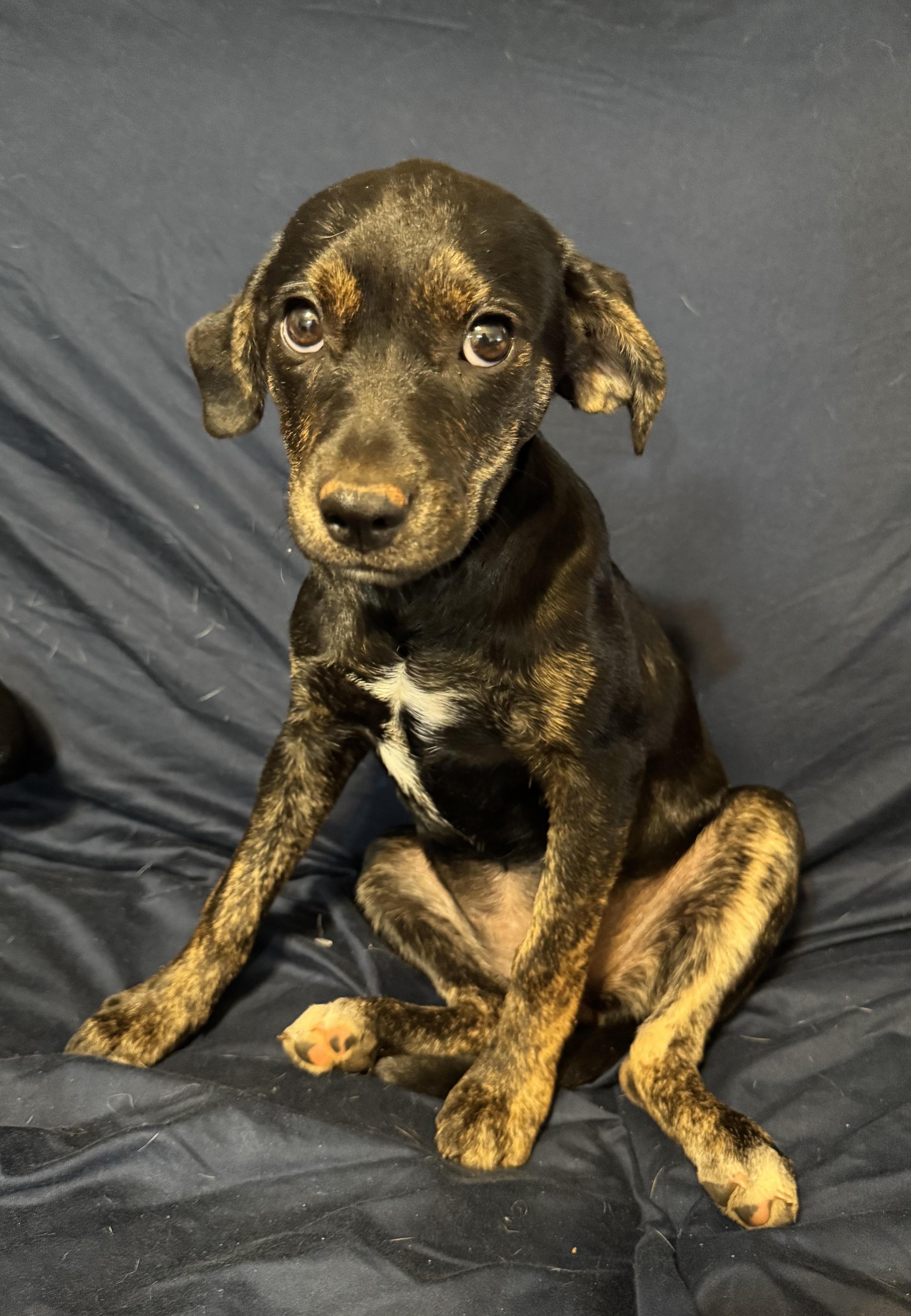 Enlarge Valentine, a ADOPTABLE mixed breed in Maiden, NC image 6/6