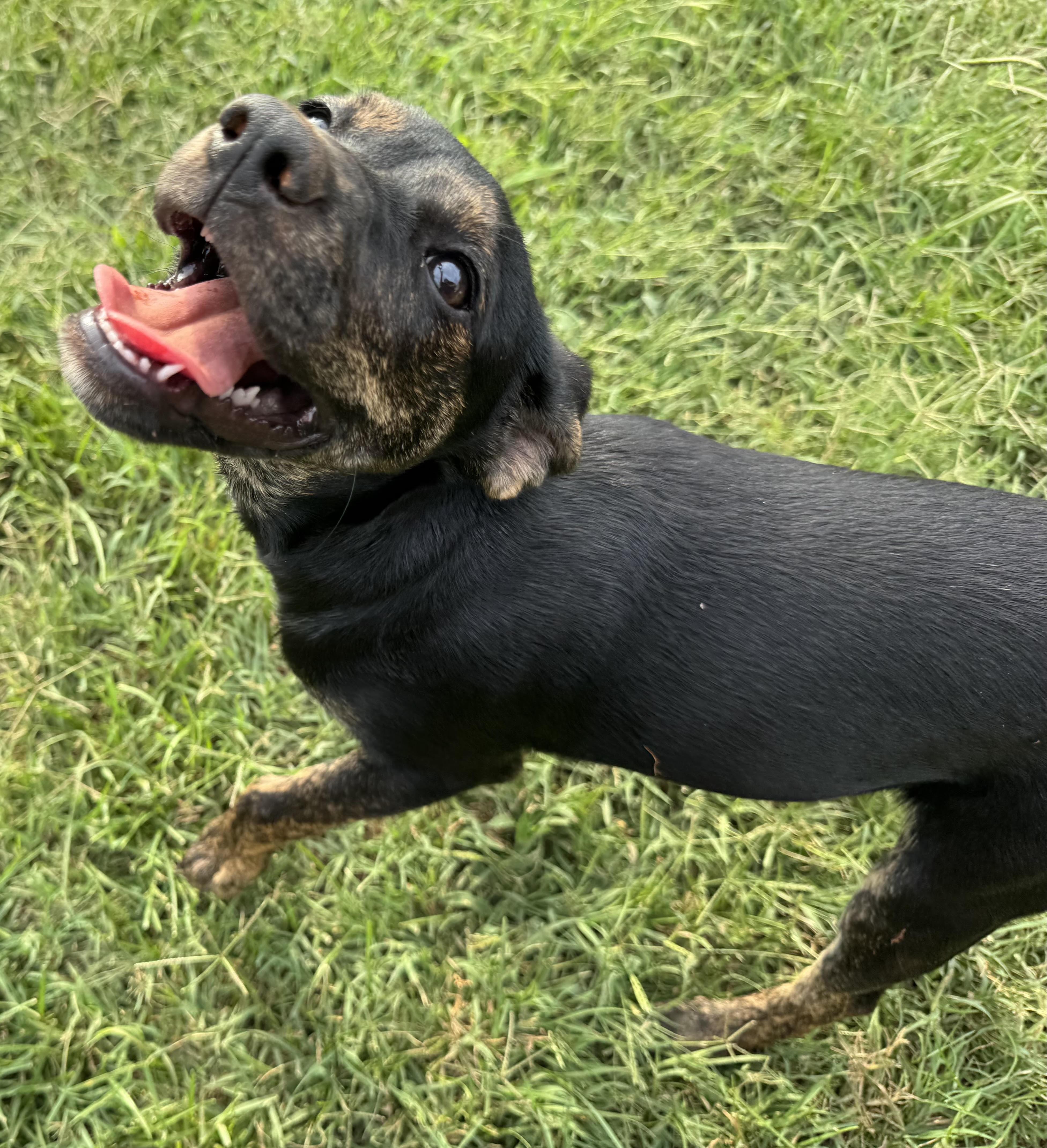 Enlarge Valentine, a Adoptable mixed breed in Maiden, NC image 5/6