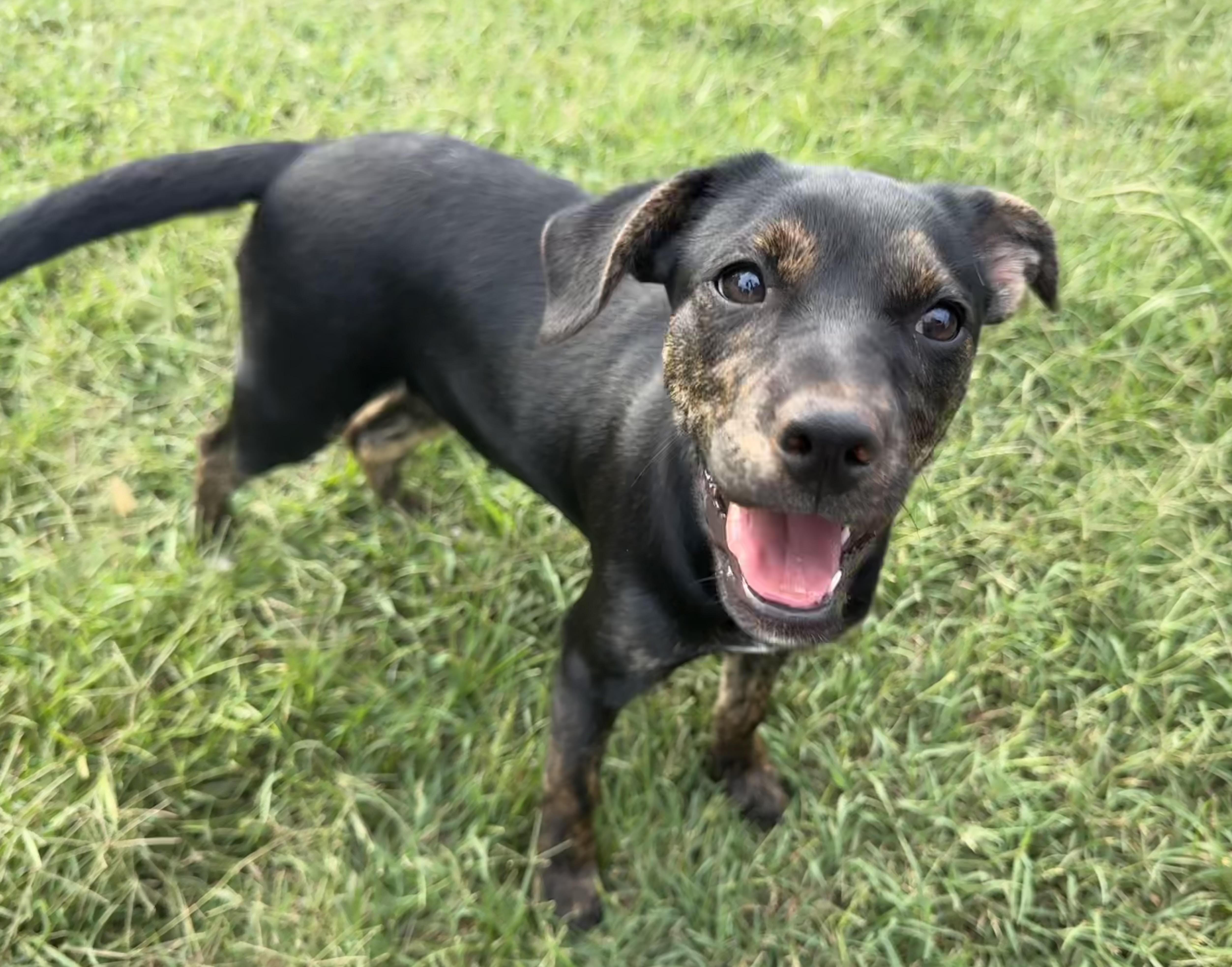 Enlarge Valentine, a Adoptable mixed breed in Maiden, NC image 3/6