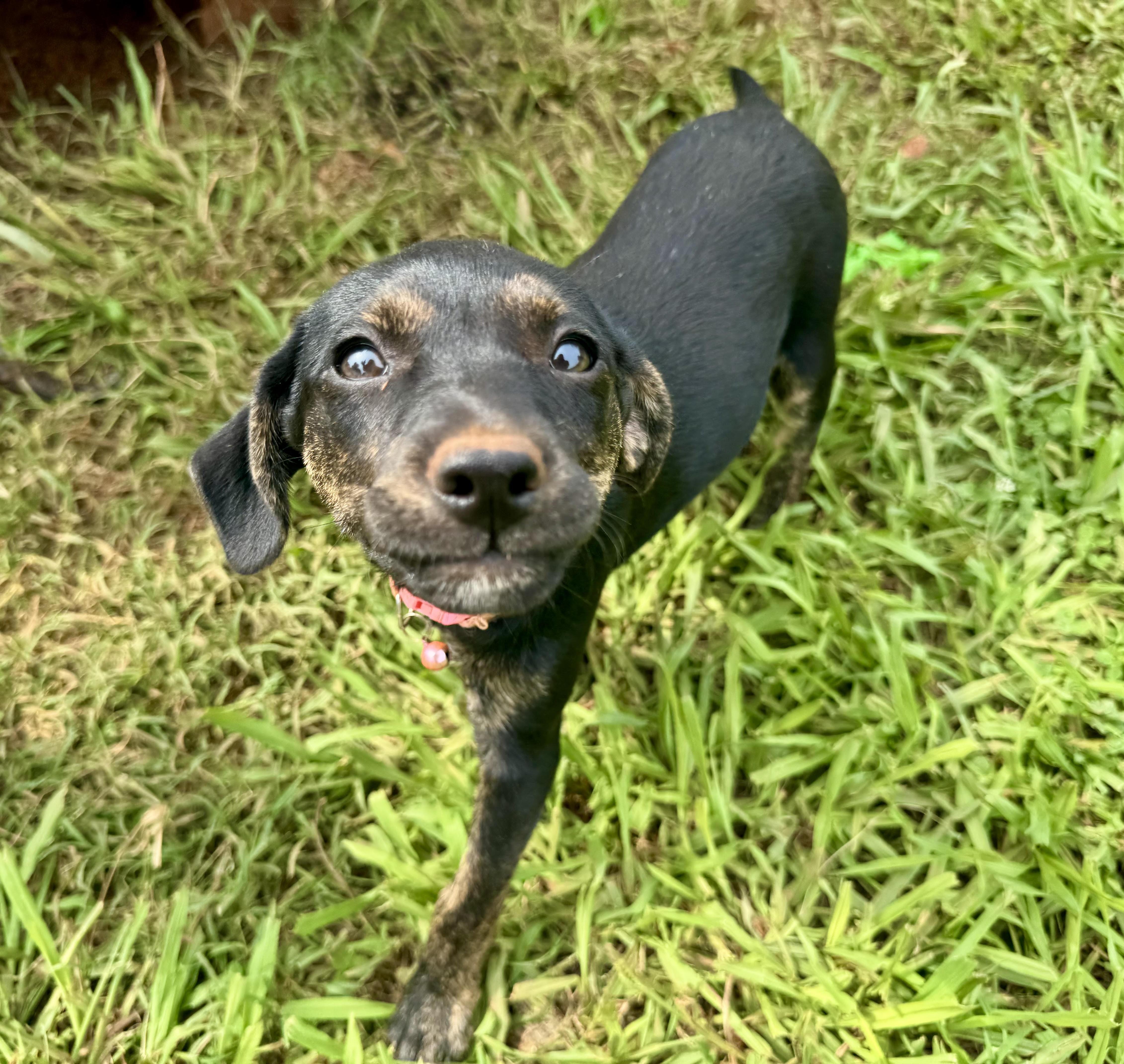 Enlarge Valentine, a ADOPTABLE mixed breed in Maiden, NC image 5/6