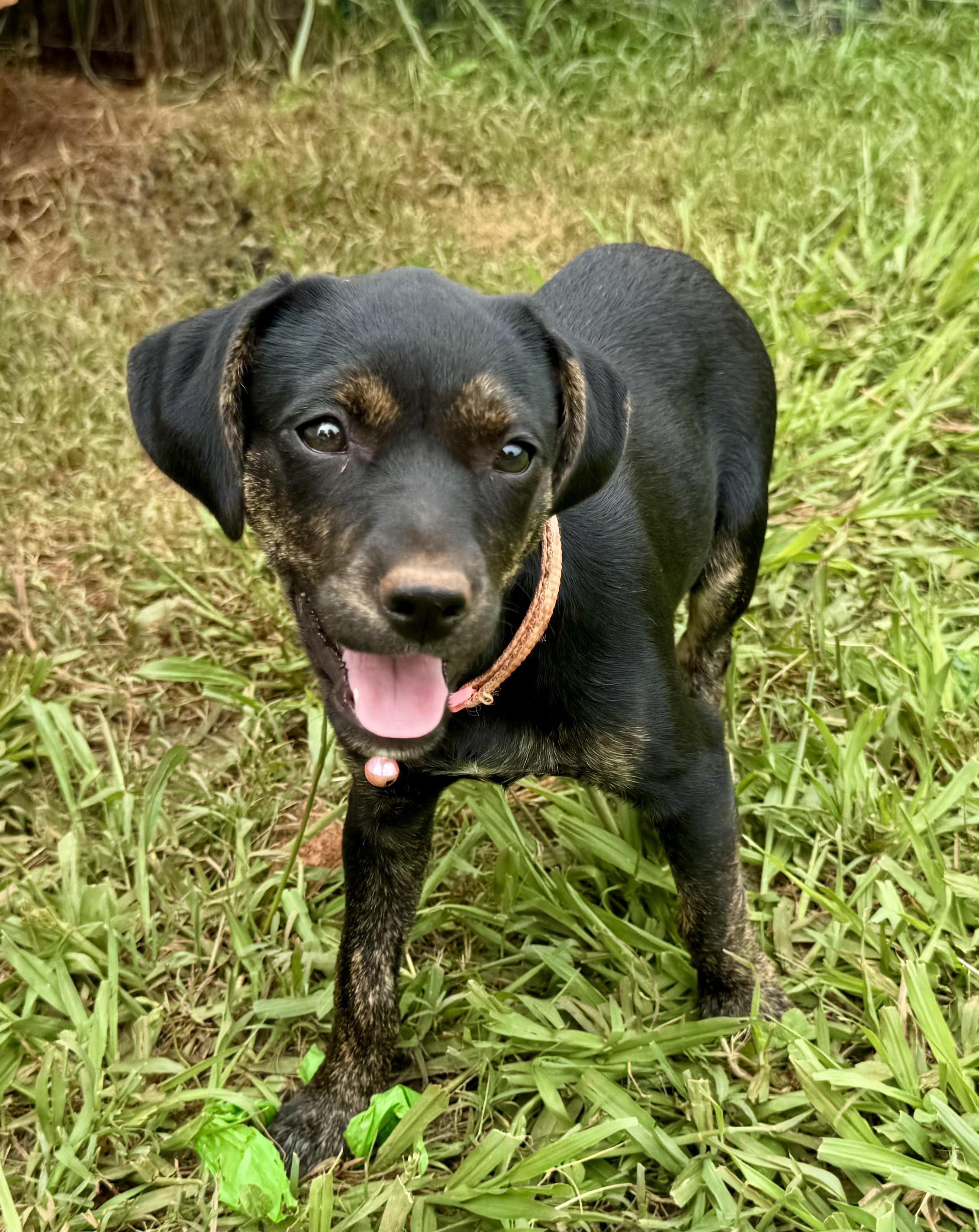 Enlarge Valentine, a ADOPTABLE mixed breed in Maiden, NC image 2/6