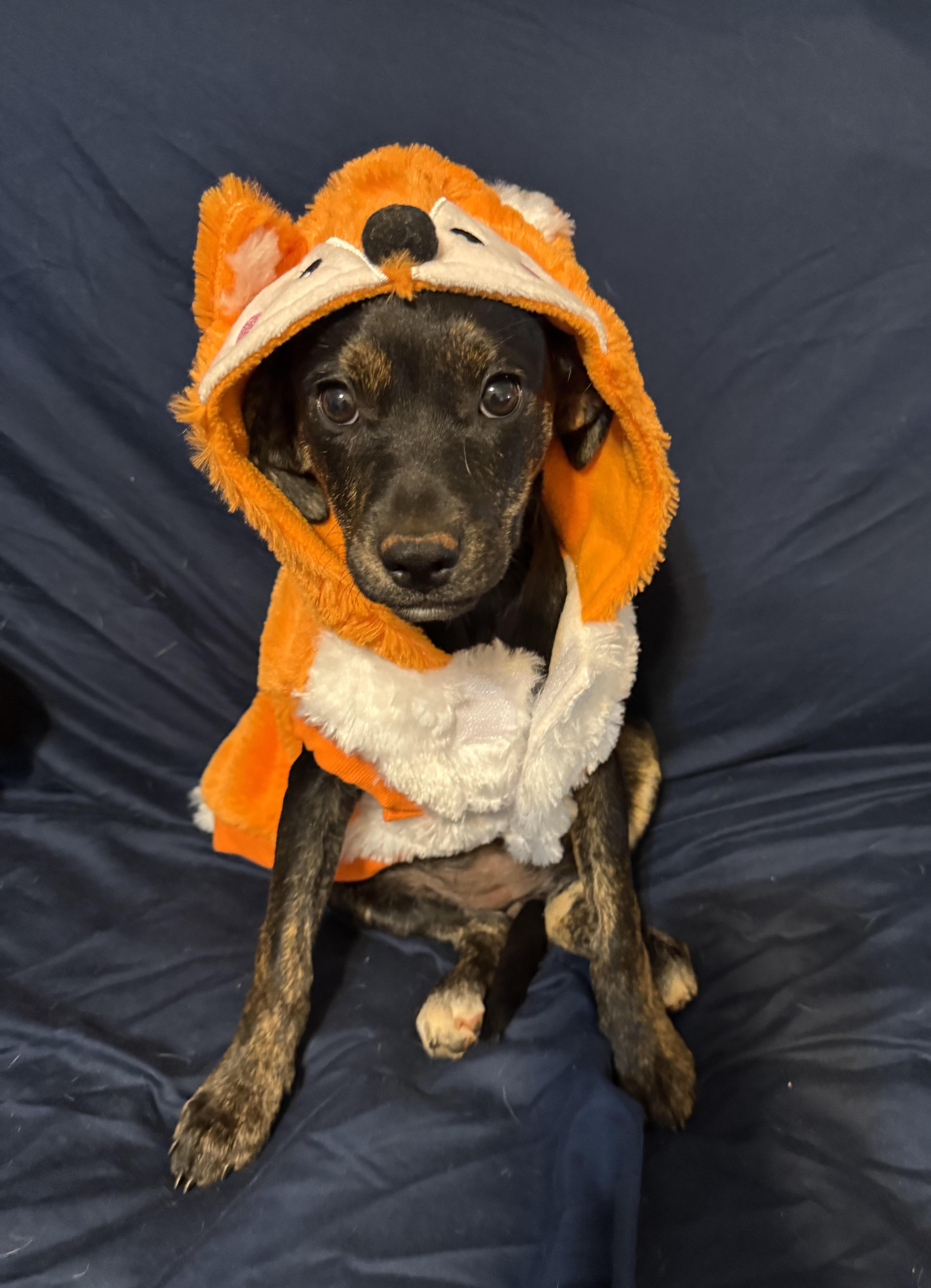 Valentine, ADOPTABLE, Puppy Female Terrier.