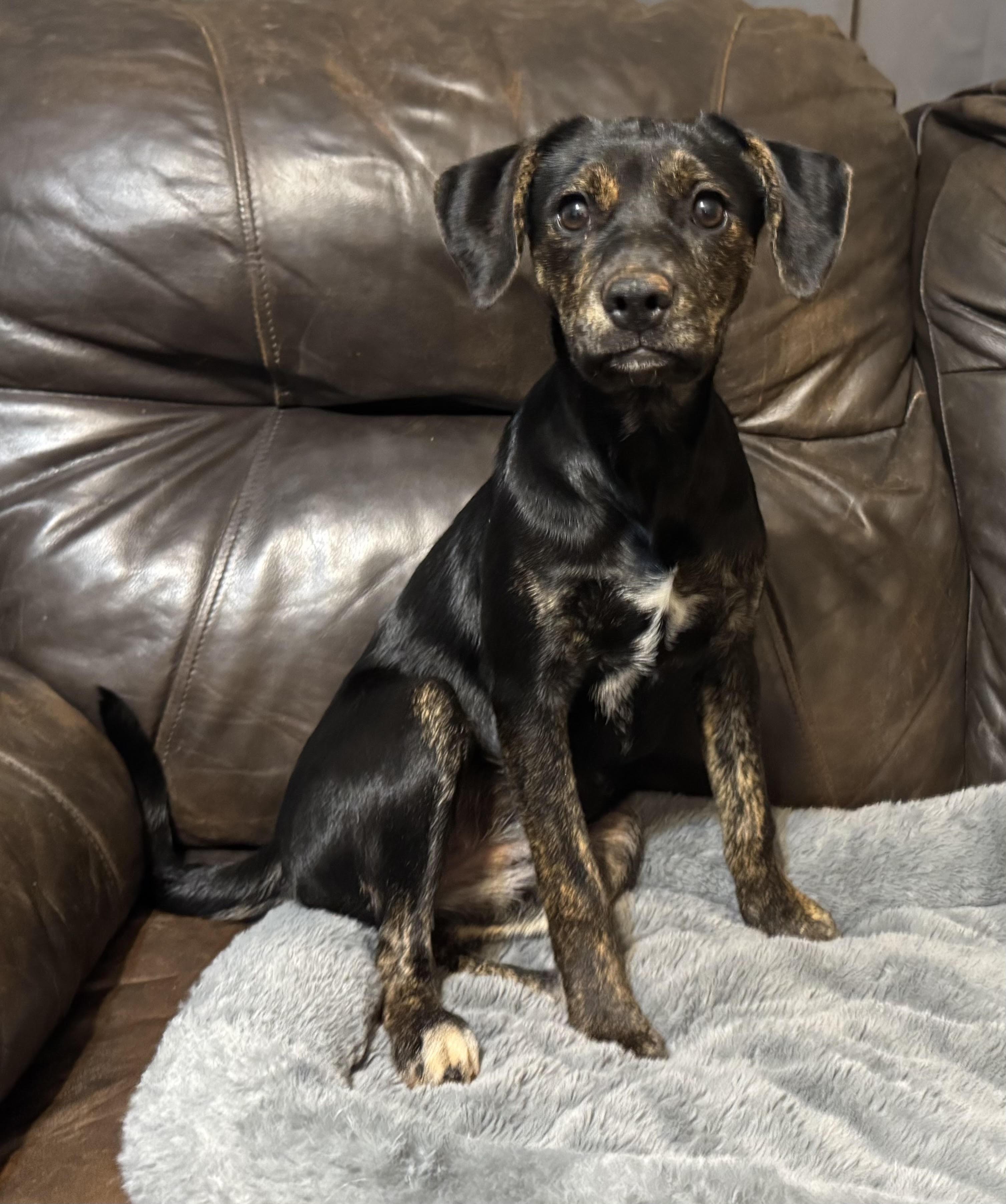 Enlarge Valentine, a Adoptable mixed breed in Maiden, NC image 2/6