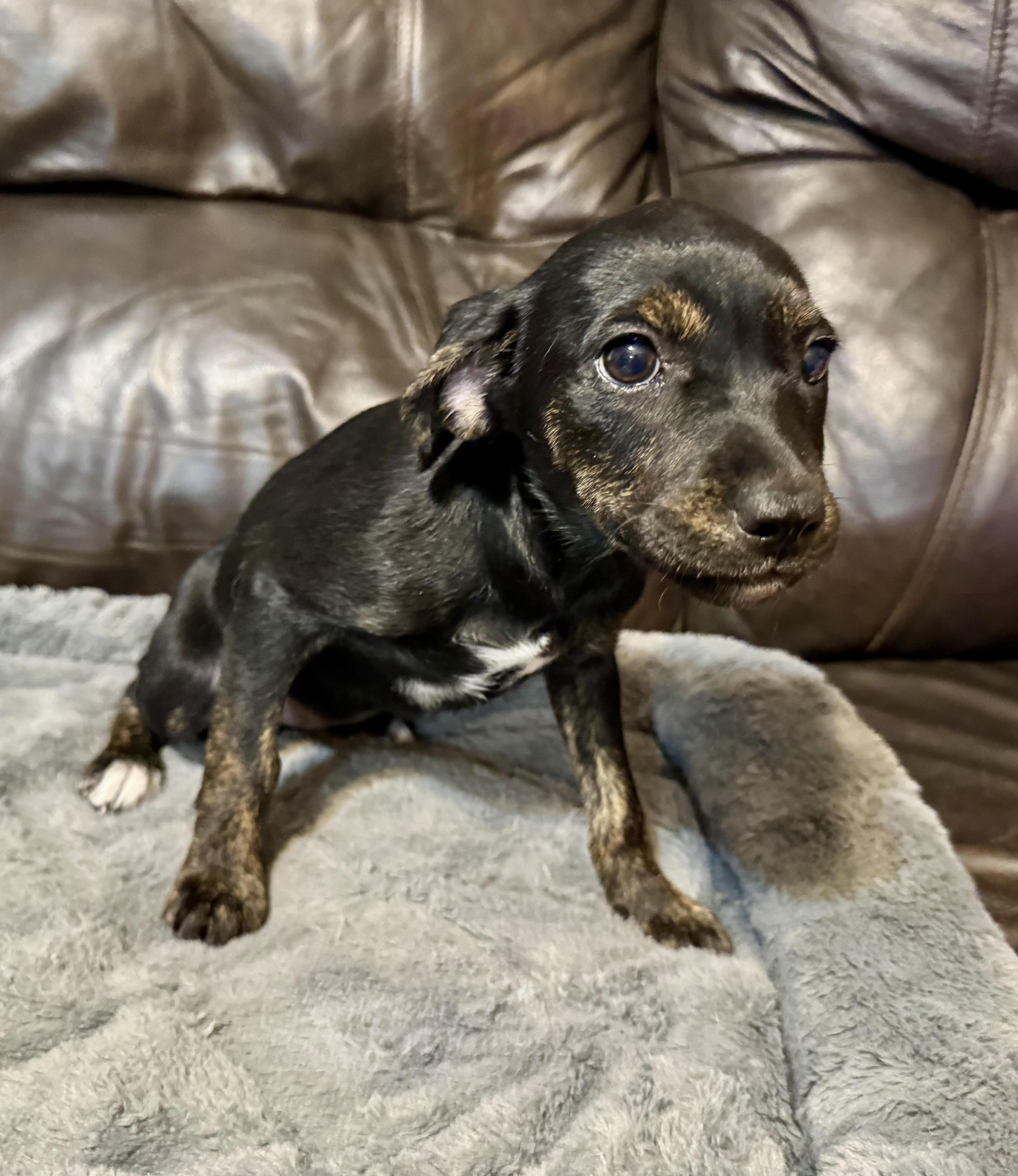 Enlarge Valentine, a ADOPTABLE mixed breed in Maiden, NC image 3/5