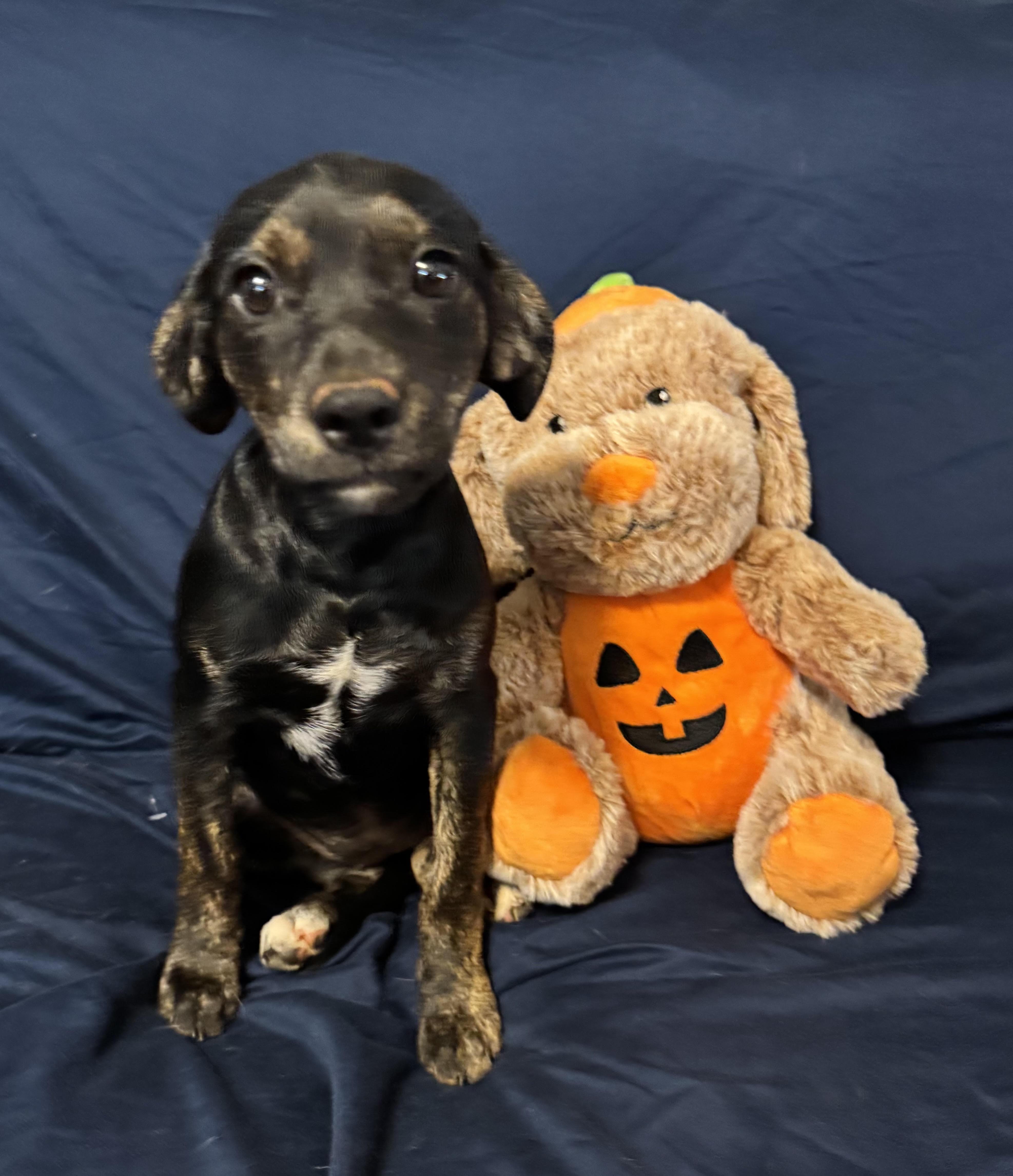 Enlarge Valentine, a ADOPTABLE mixed breed in Maiden, NC image 3/6