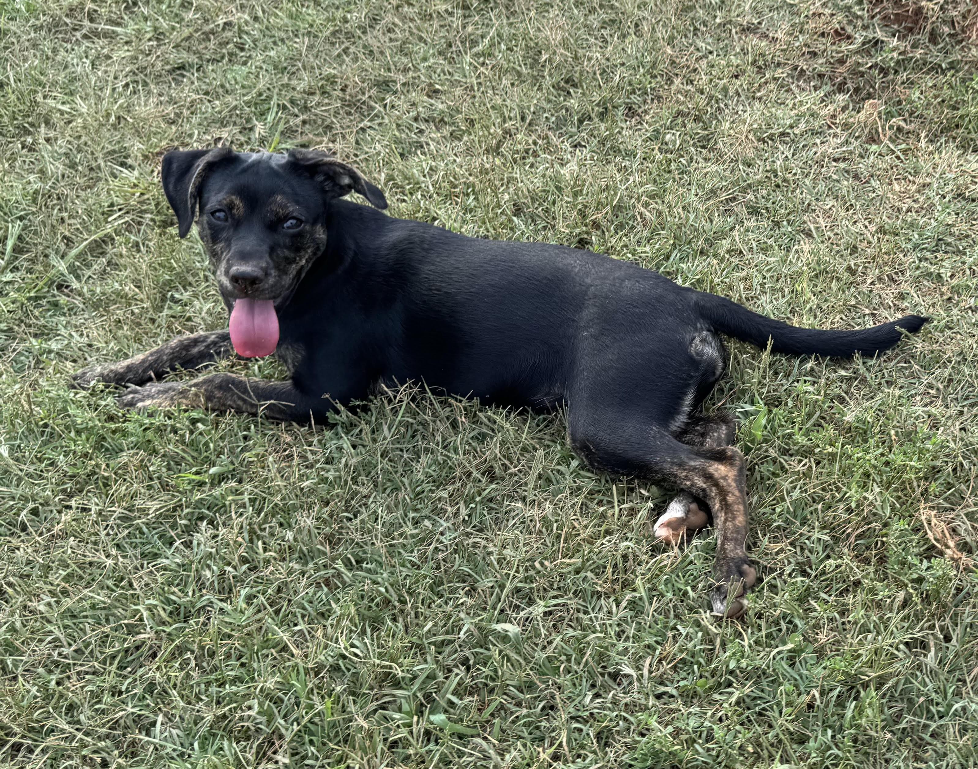 Enlarge Valentine, a Adoptable mixed breed in Maiden, NC image 4/6