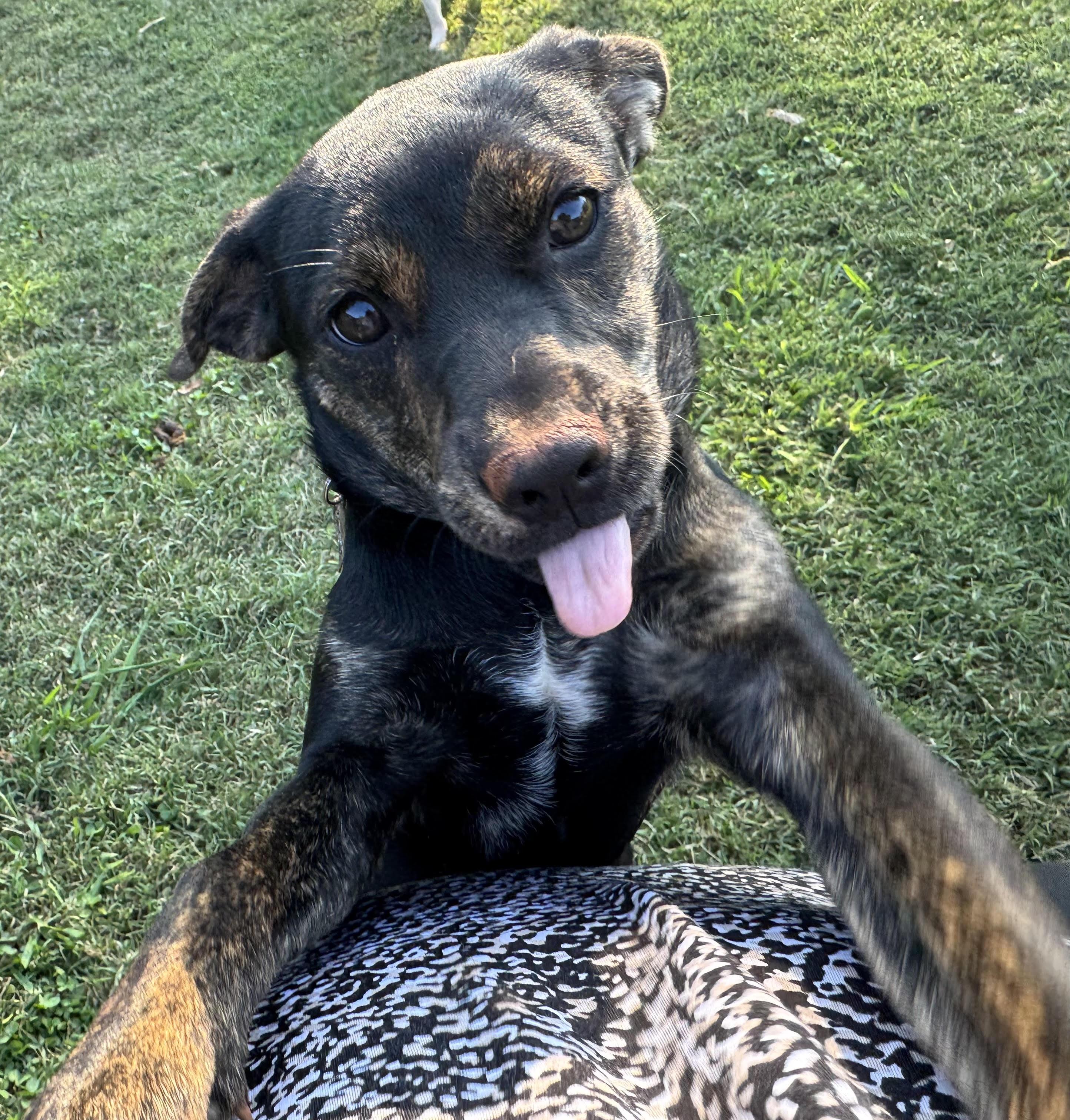 Valentine, Adoptable, Puppy Female Terrier.