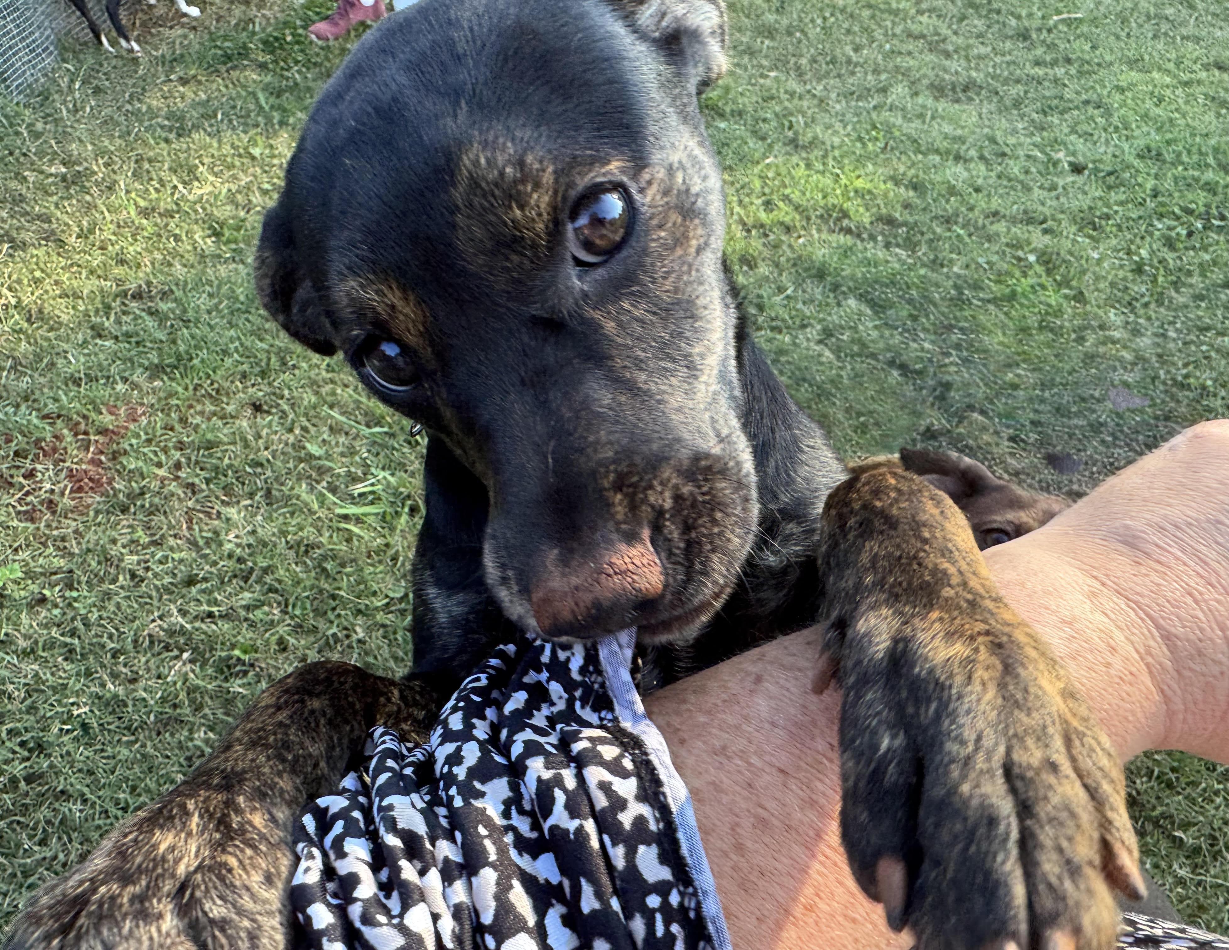 Enlarge Valentine, a Adoptable mixed breed in Maiden, NC image 5/6