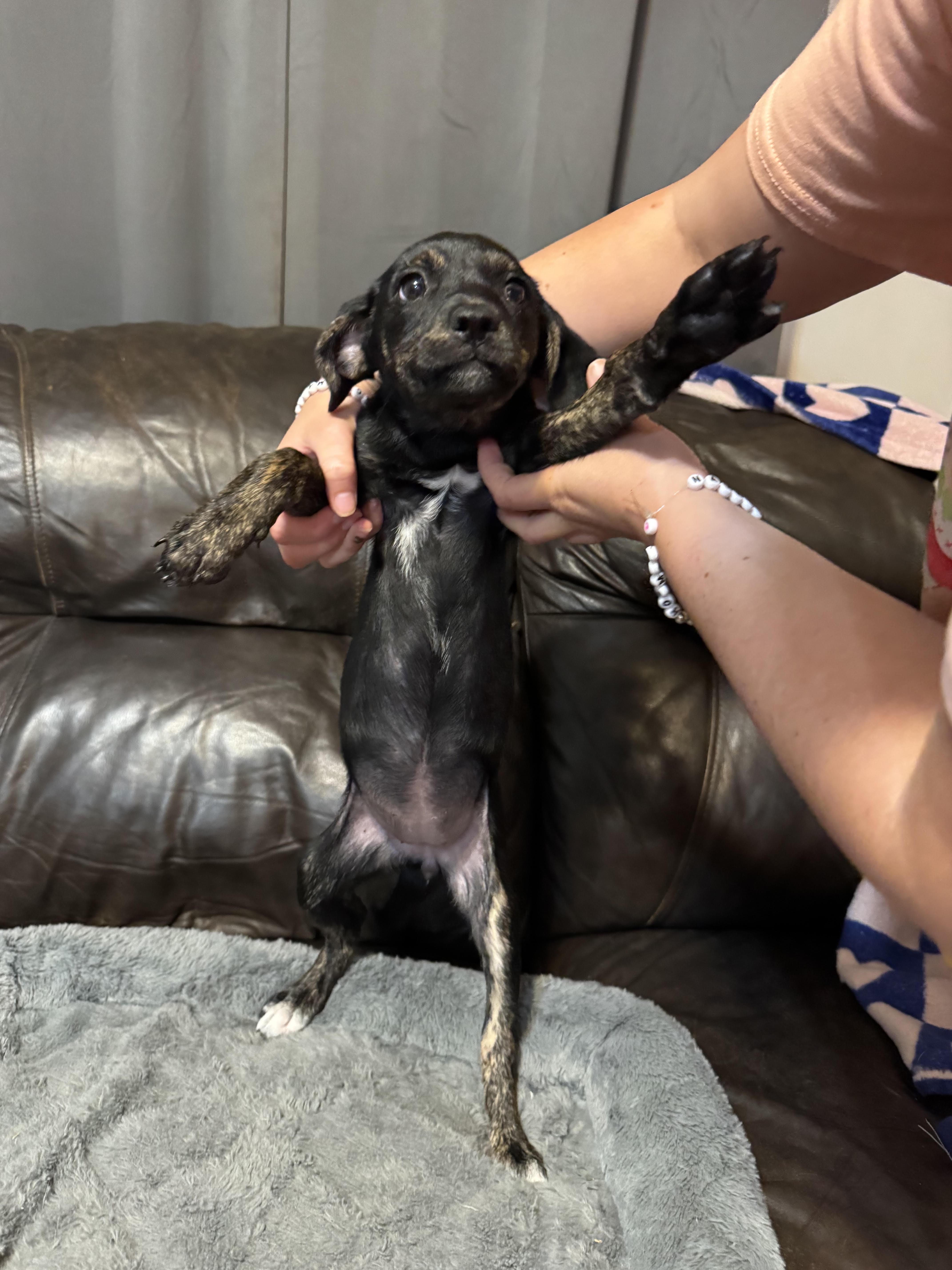 Enlarge Valentine, a ADOPTABLE mixed breed in Maiden, NC image 5/5