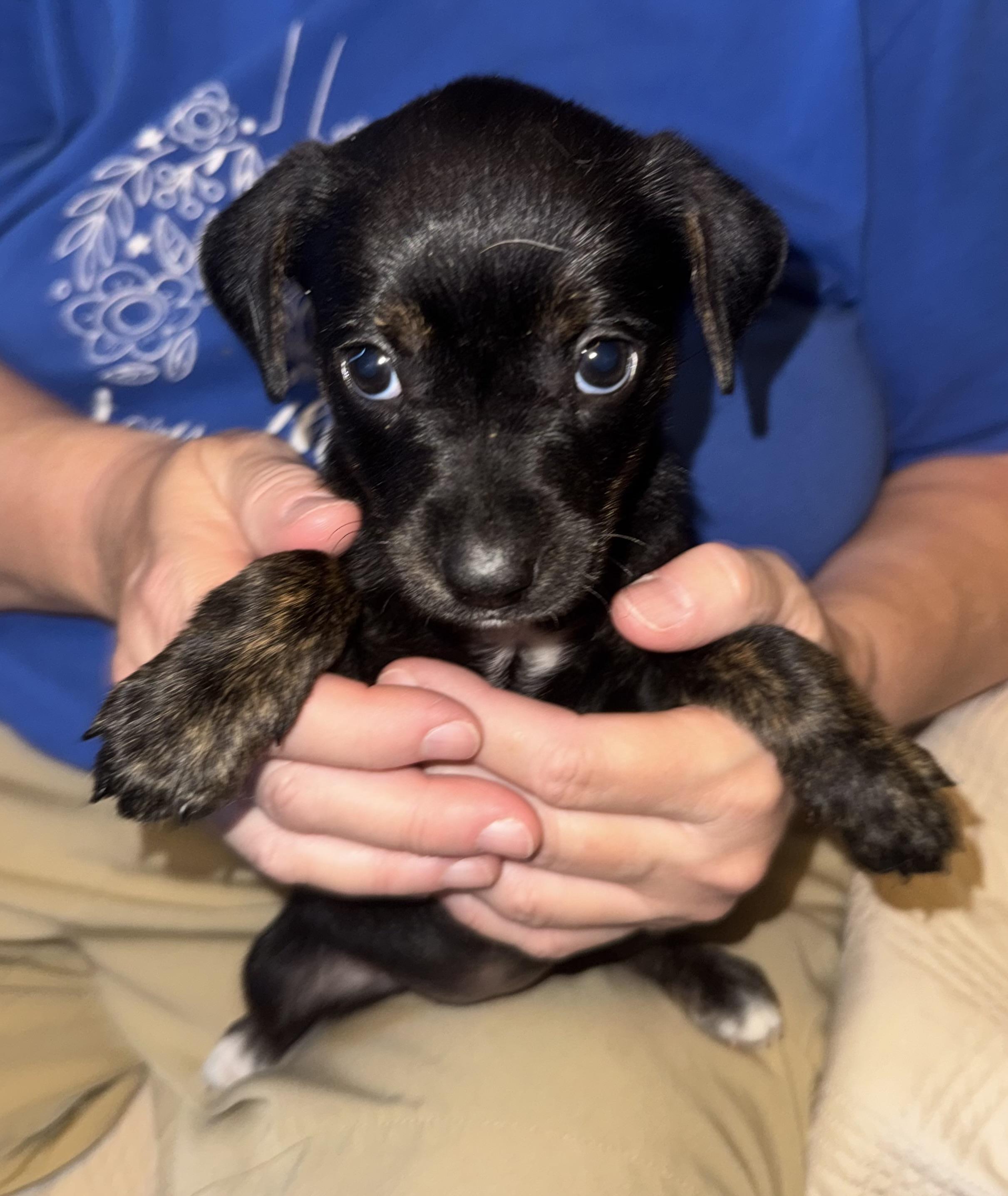 Enlarge Valentine, a ADOPTABLE mixed breed in Maiden, NC image 4/5