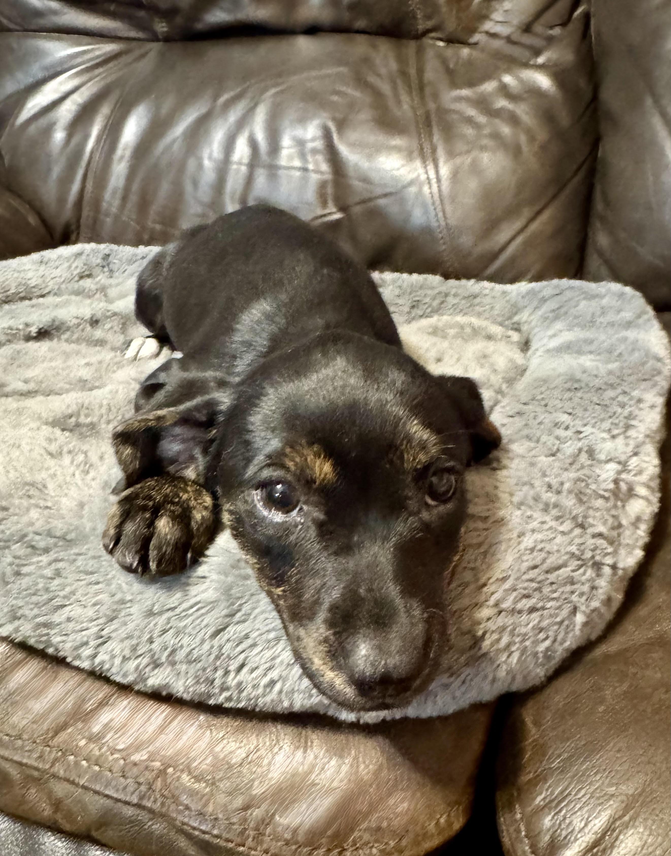 Enlarge Valentine, a ADOPTABLE mixed breed in Maiden, NC image 2/5