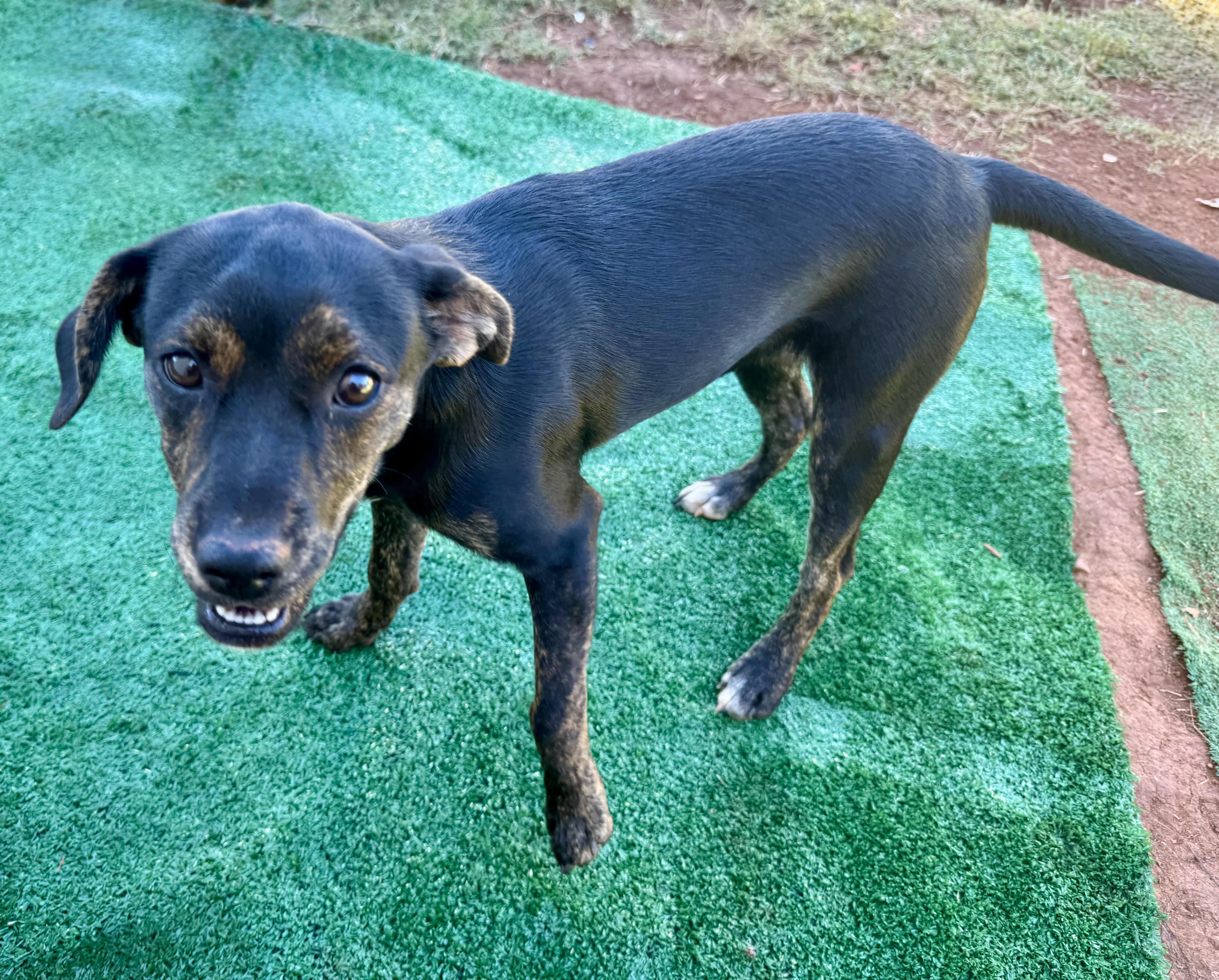 Enlarge Valentine, a Adoptable mixed breed in Maiden, NC image 6/6
