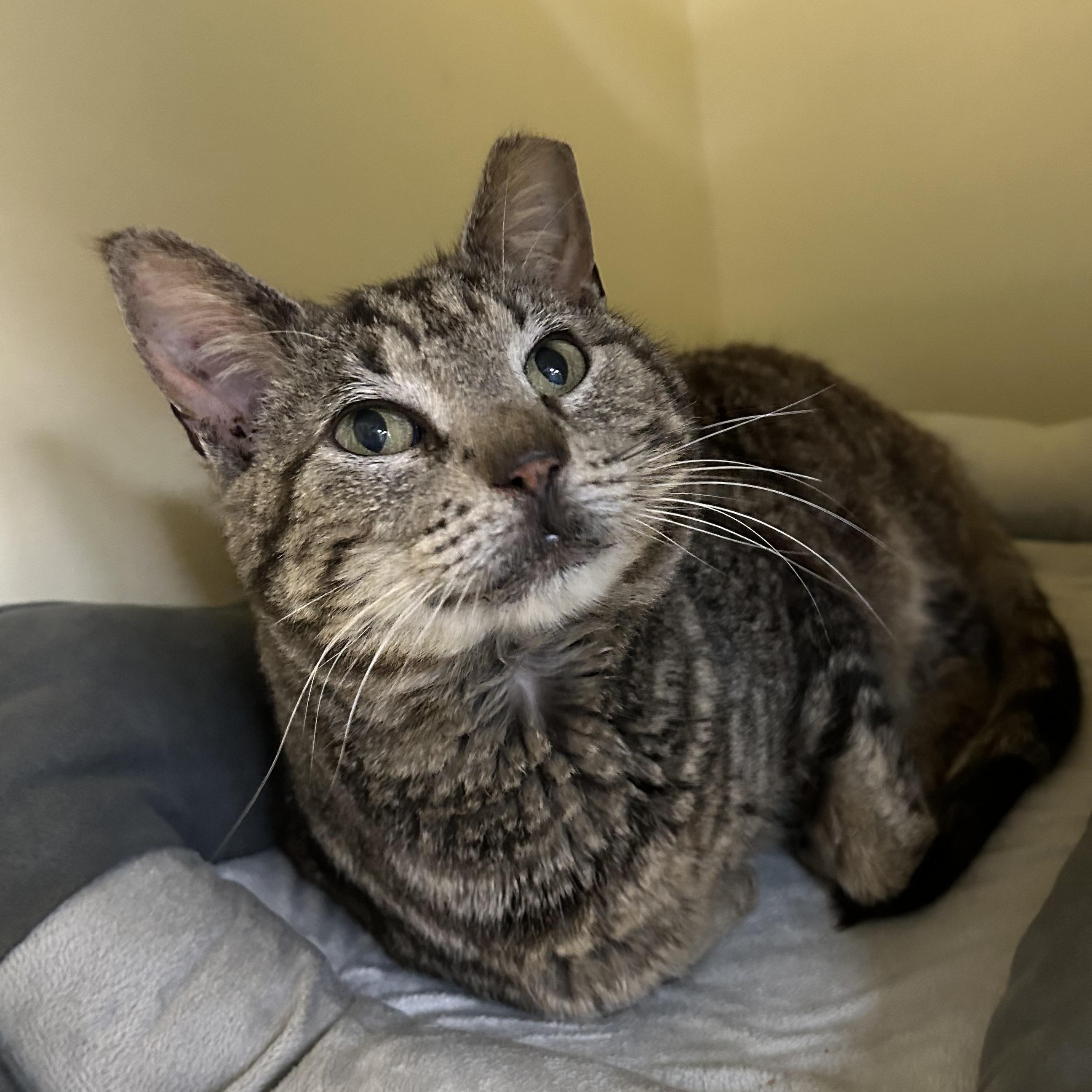 Ringo FIV +, Adult Male Domestic Short Hair