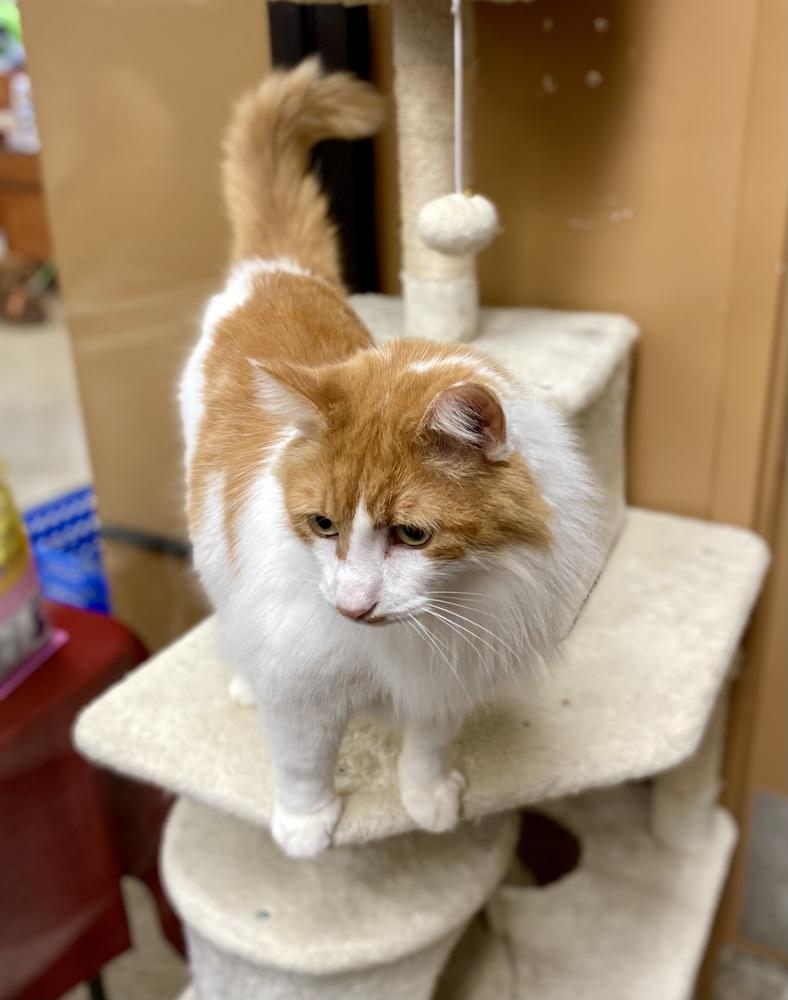 Tommie - AR (PetSmart Laurens Rd), Adoptable, Adult Male Domestic Long Hair.