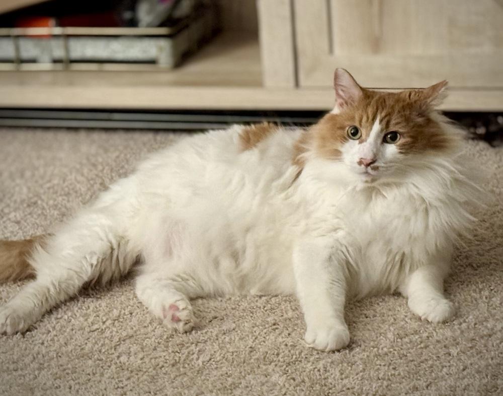 Enlarge Tommie - AR, a Adoptable Domestic Long Hair in Greenville, SC image 5/6