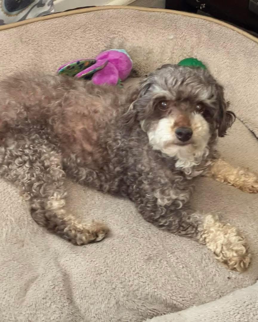 Bacardi, Adoptable, Adult Female Miniature Poodle.