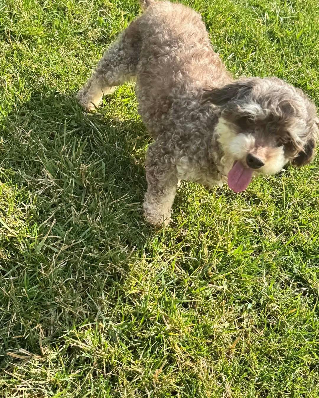 Enlarge Bacardi, a Adoptable mixed breed in Richmond, KY image 3/5