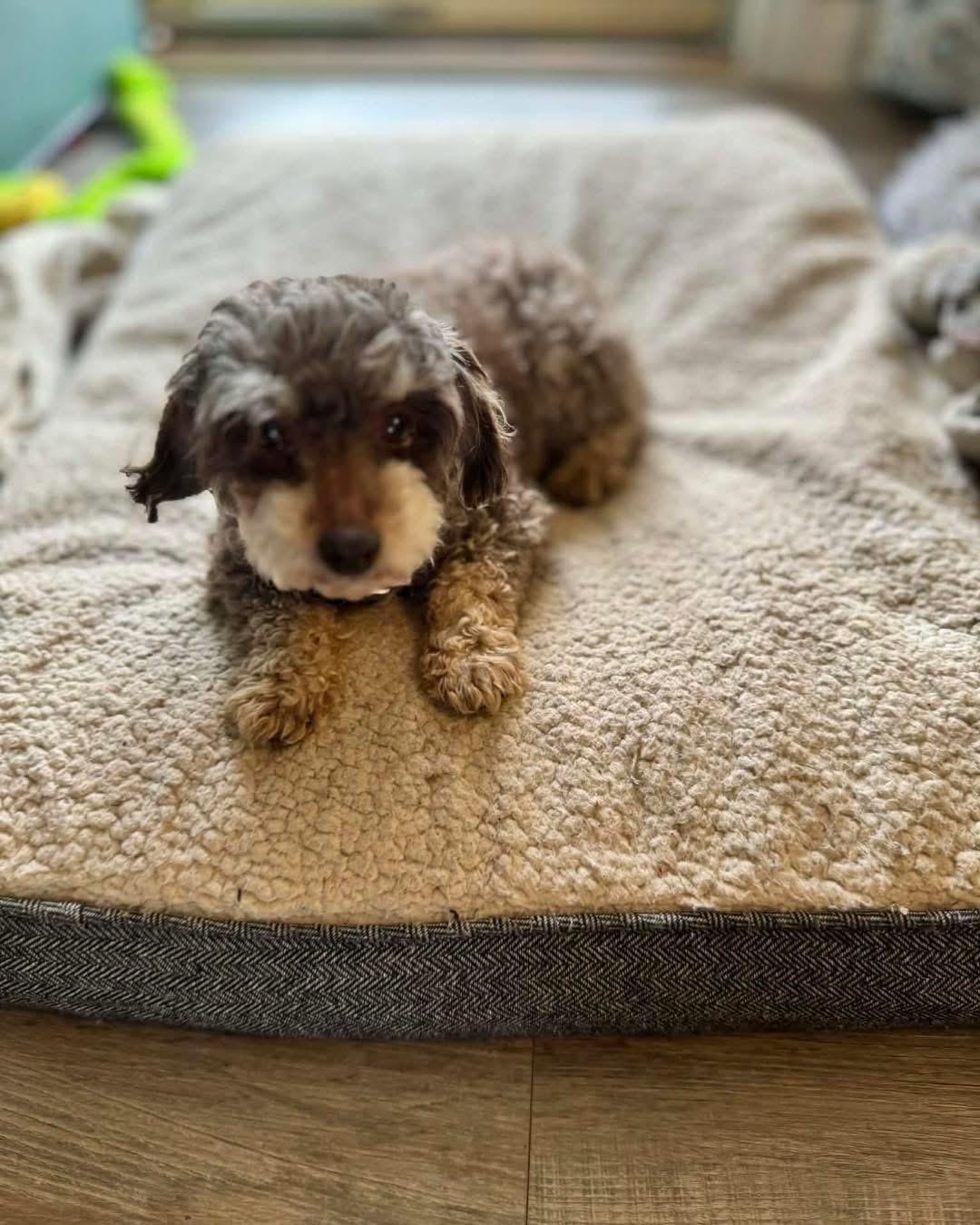 Enlarge Bacardi, a Adoptable mixed breed in Richmond, KY image 5/5