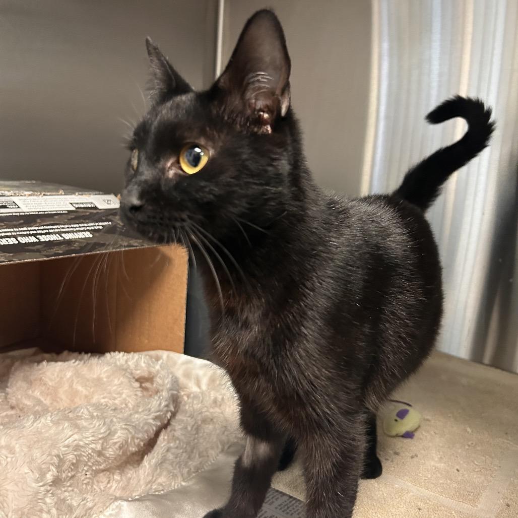 Satin, a Adoptable Domestic Short Hair in Hendersonville, NC image 1/6