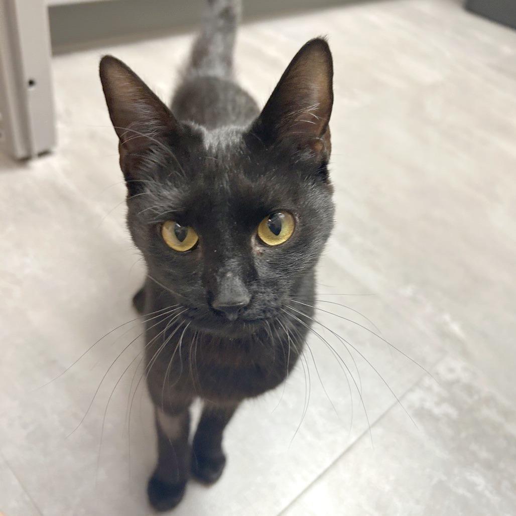 Satin, a Adoptable Domestic Short Hair in Hendersonville, NC image 2/6