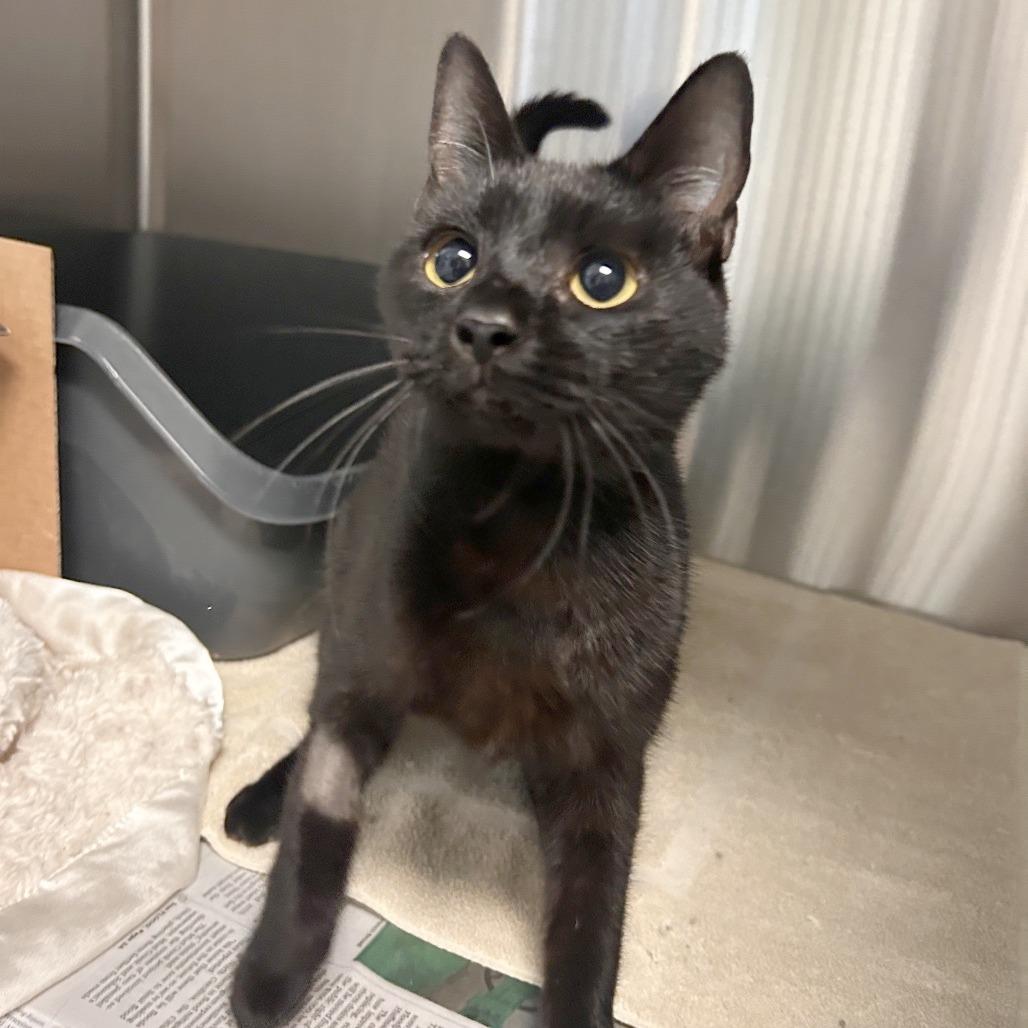 Satin, a Adoptable Domestic Short Hair in Hendersonville, NC image 3/6