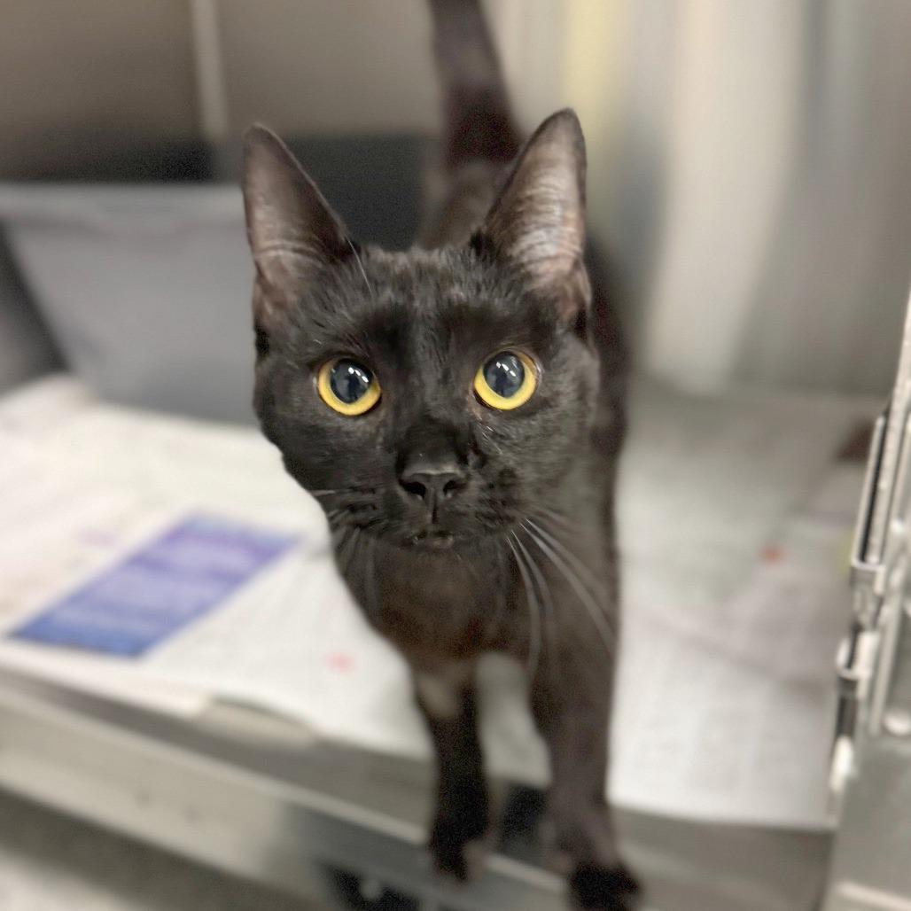 Satin, a Adoptable Domestic Short Hair in Hendersonville, NC image 4/6