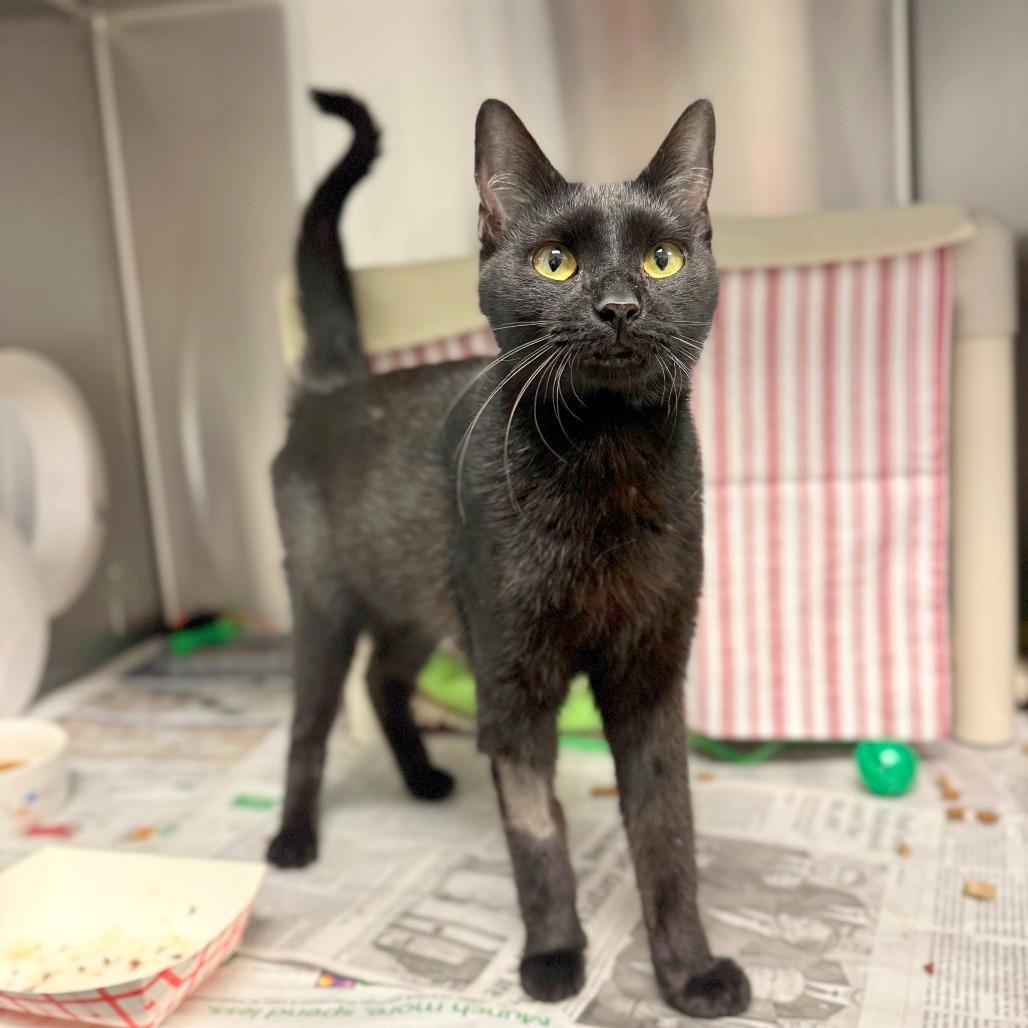 Satin, a Adoptable Domestic Short Hair in Hendersonville, NC image 5/6