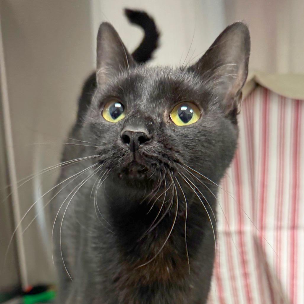 Satin, a Adoptable Domestic Short Hair in Hendersonville, NC image 6/6
