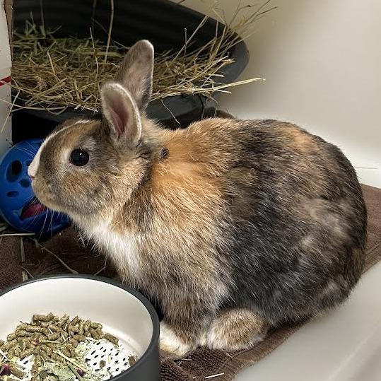 Strudel, Adoptable, Young Male Bunny Rabbit & Netherland Dwarf.
