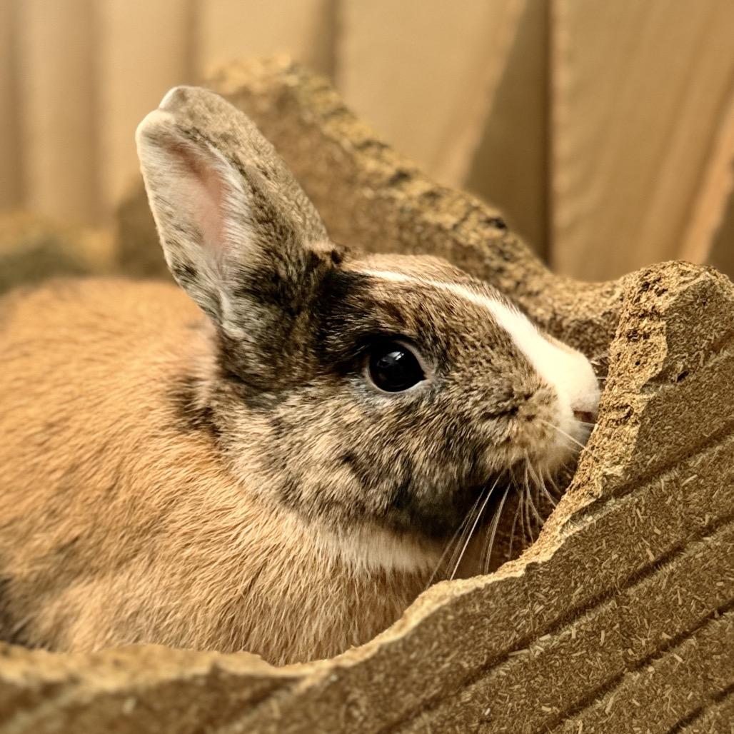 Strudel, a Adoptable mixed breed in Baltimore, MD image 2/4