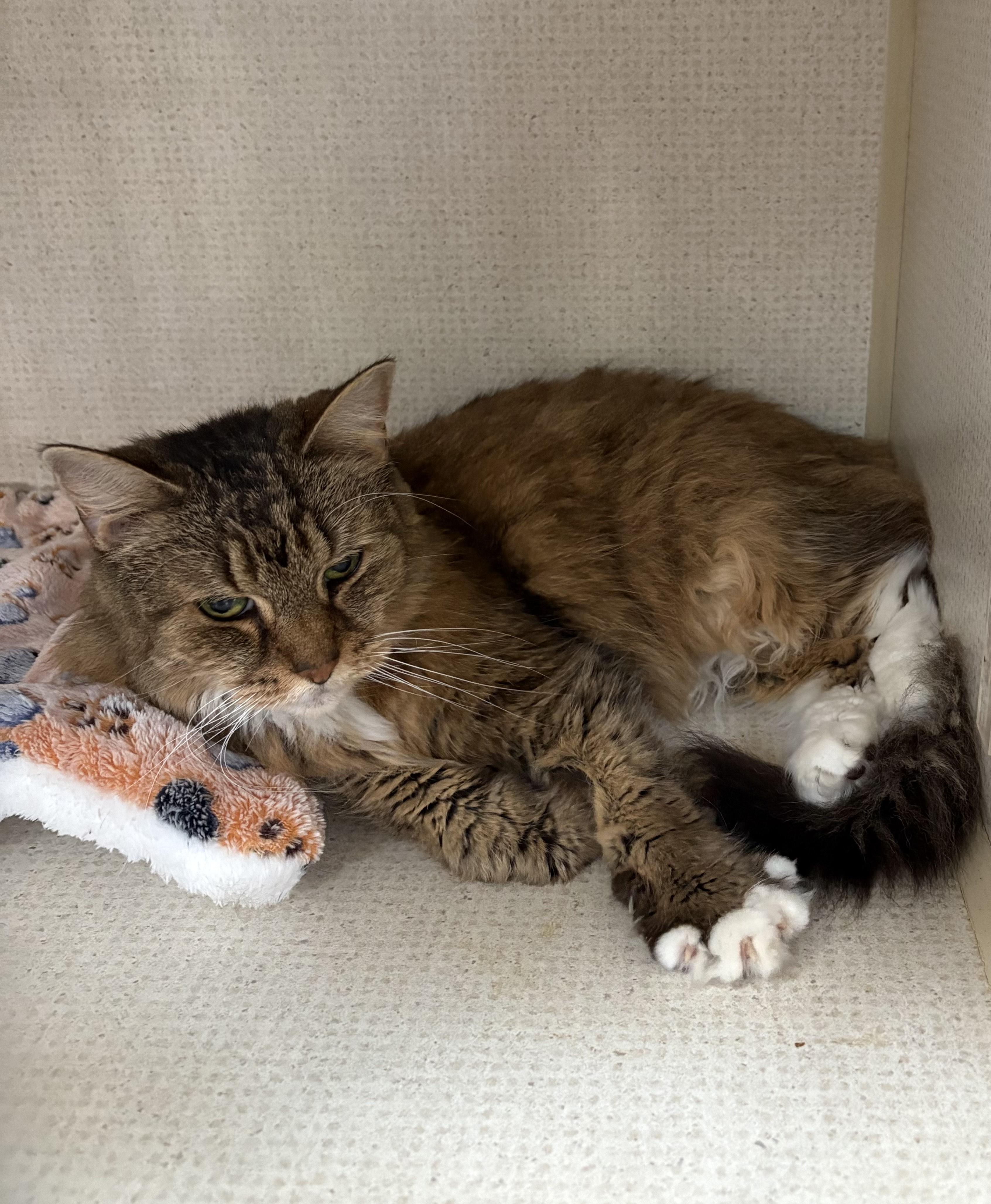 COCOA BUTTERS, Senior Female unknown