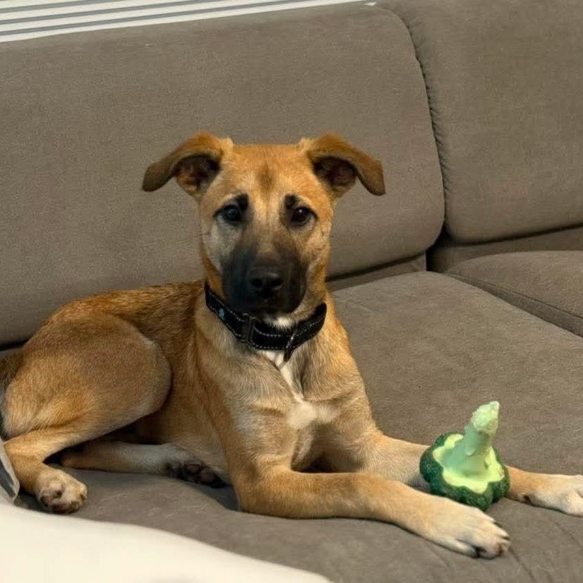 Cleo, a ADOPTABLE mixed breed in East Peoria, IL image 1/5