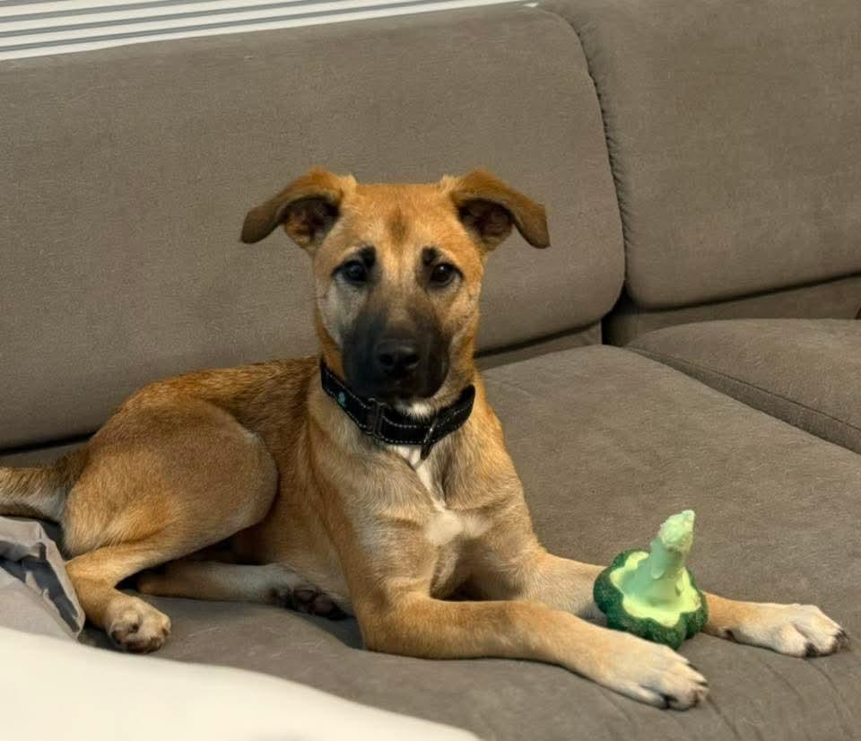 Enlarge Cleo, a ADOPTABLE mixed breed in East Peoria, IL image 1/5