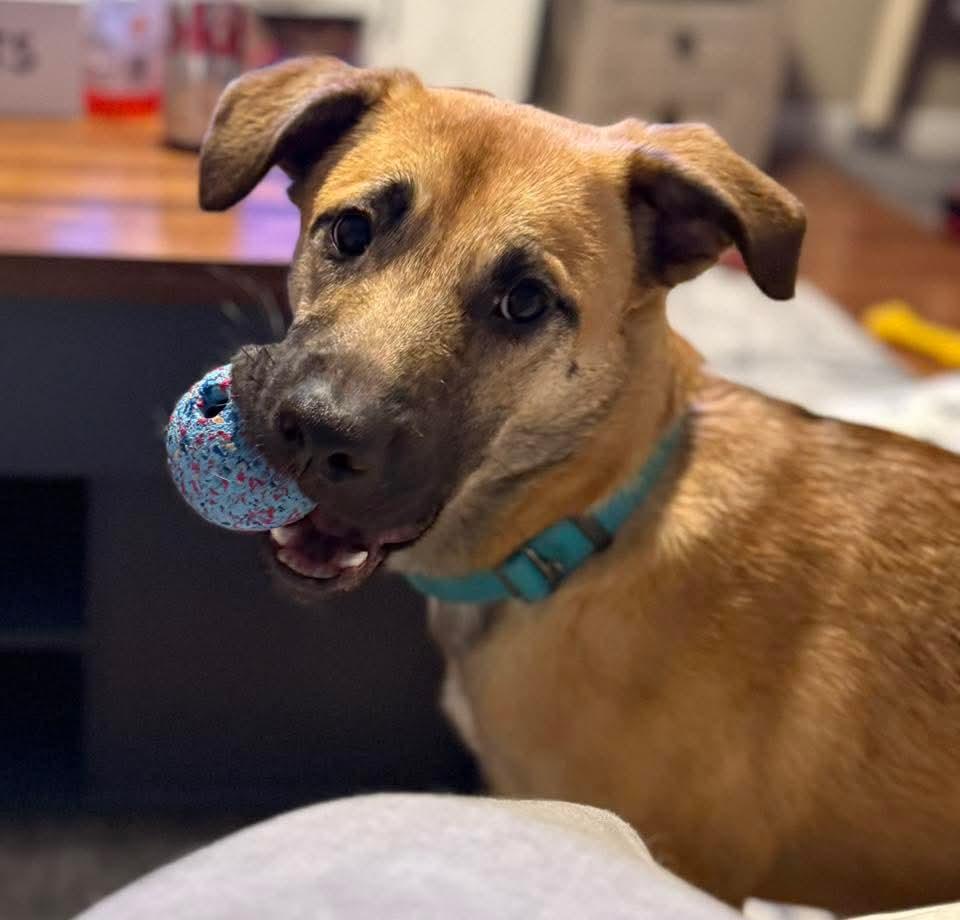 Enlarge Cleo, a ADOPTABLE mixed breed in East Peoria, IL image 4/5